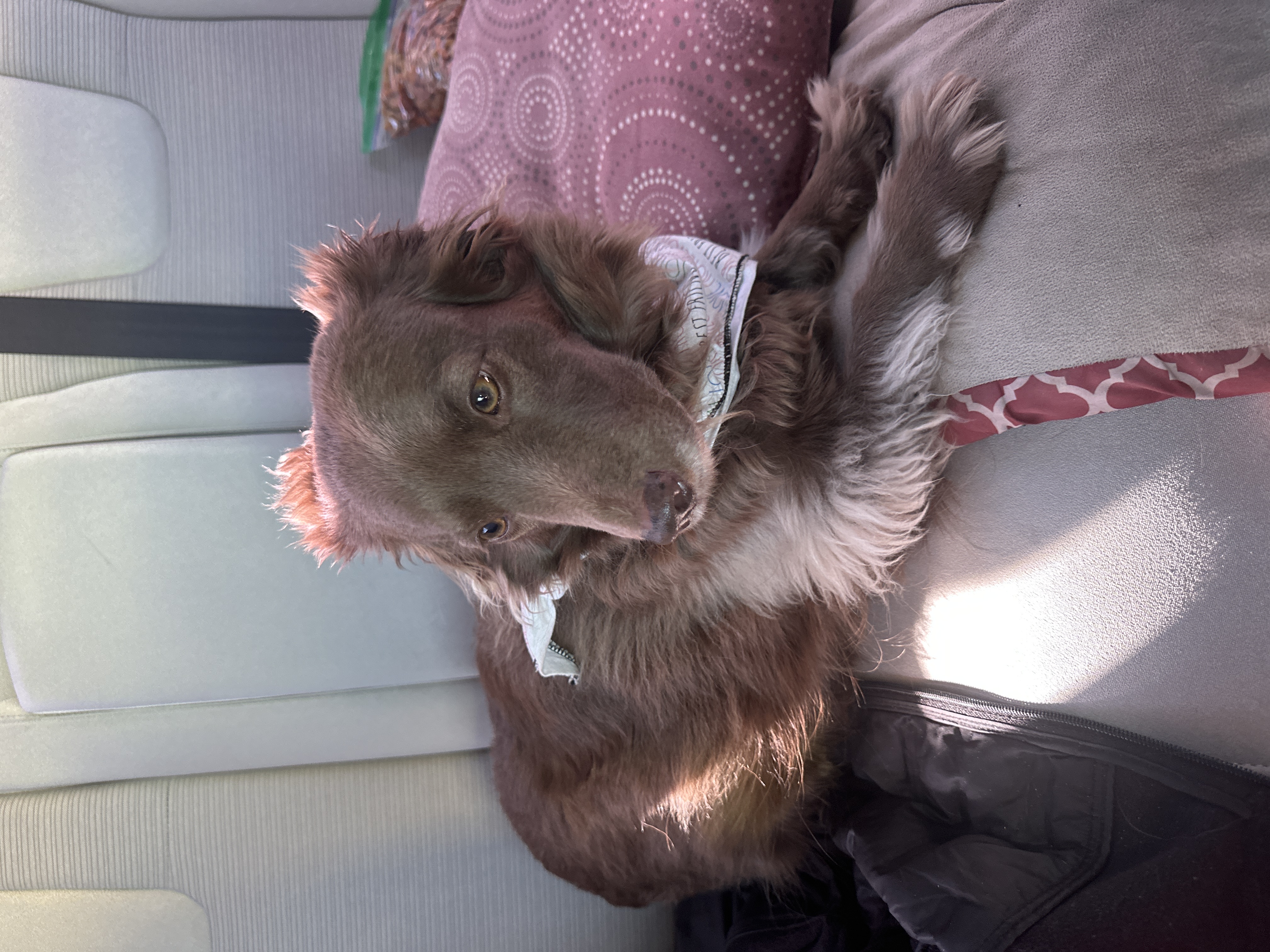 Pet Profile Image