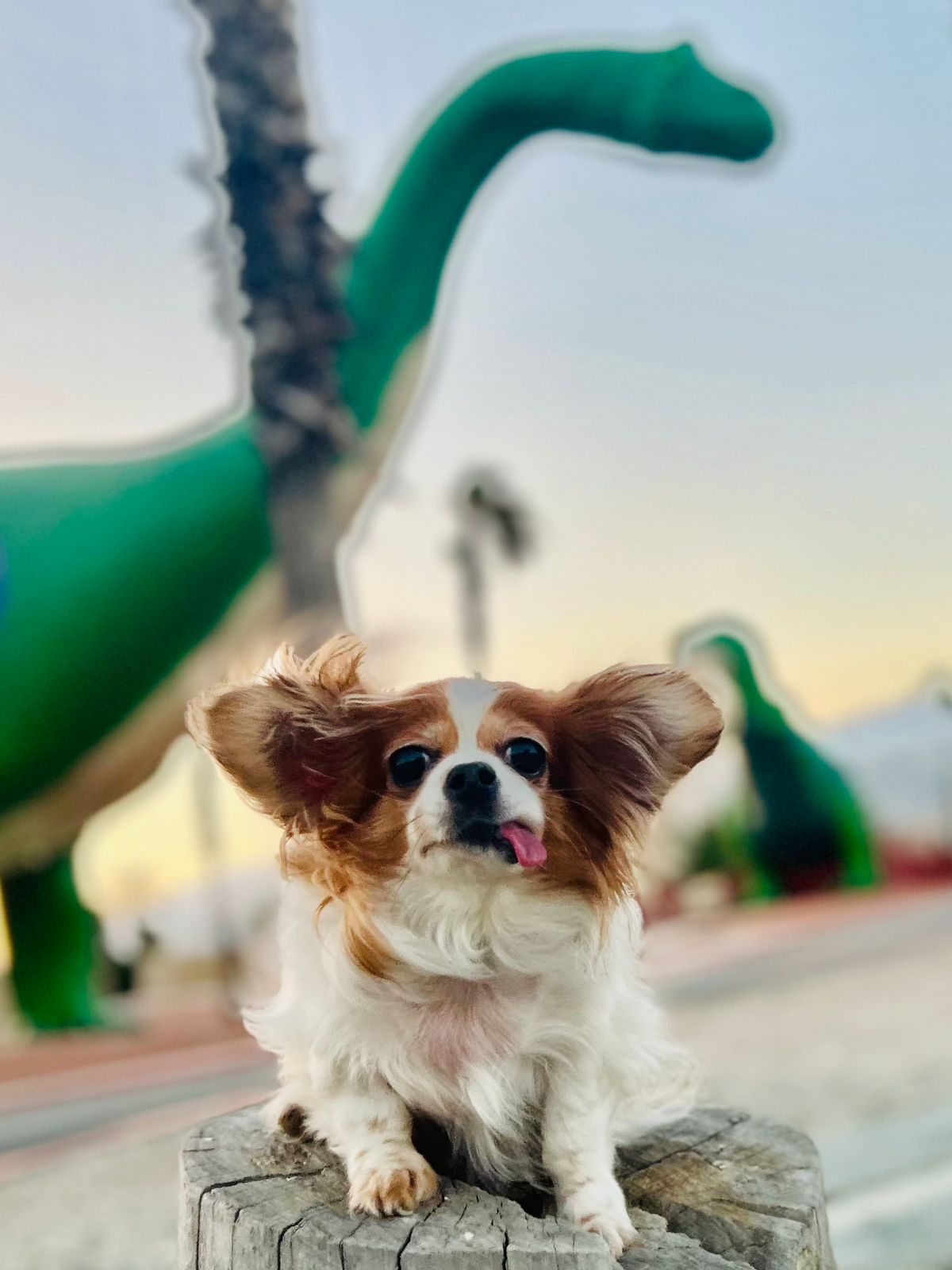 Pet Profile Image
