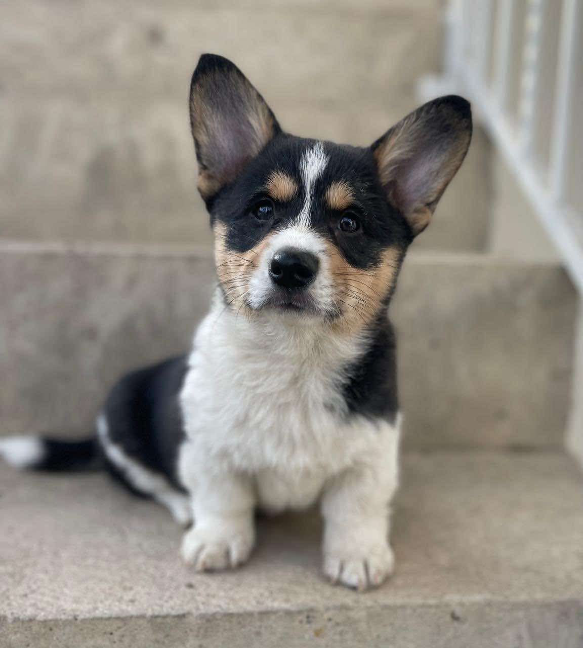 Pet Profile Image