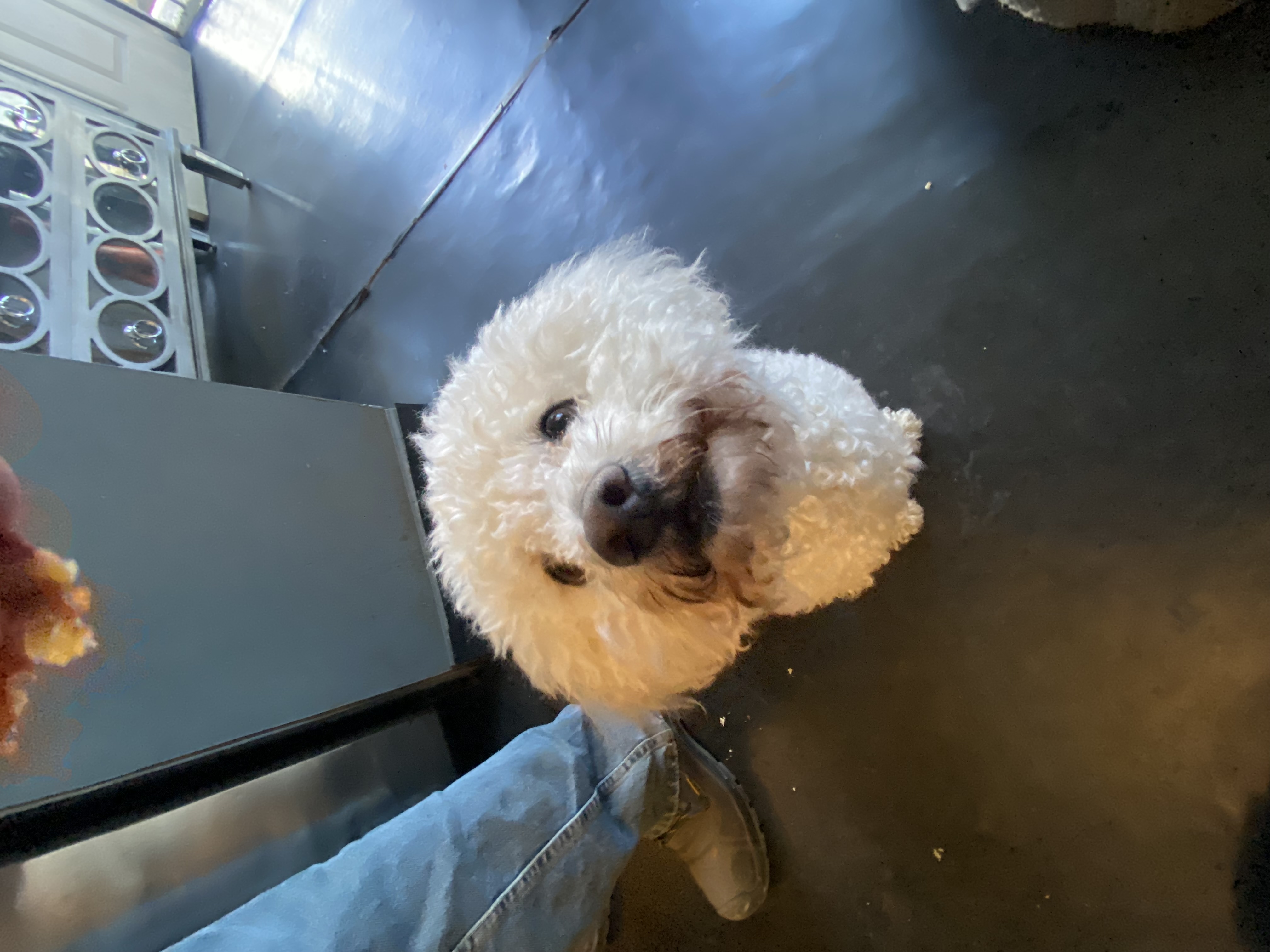 Pet Profile Image