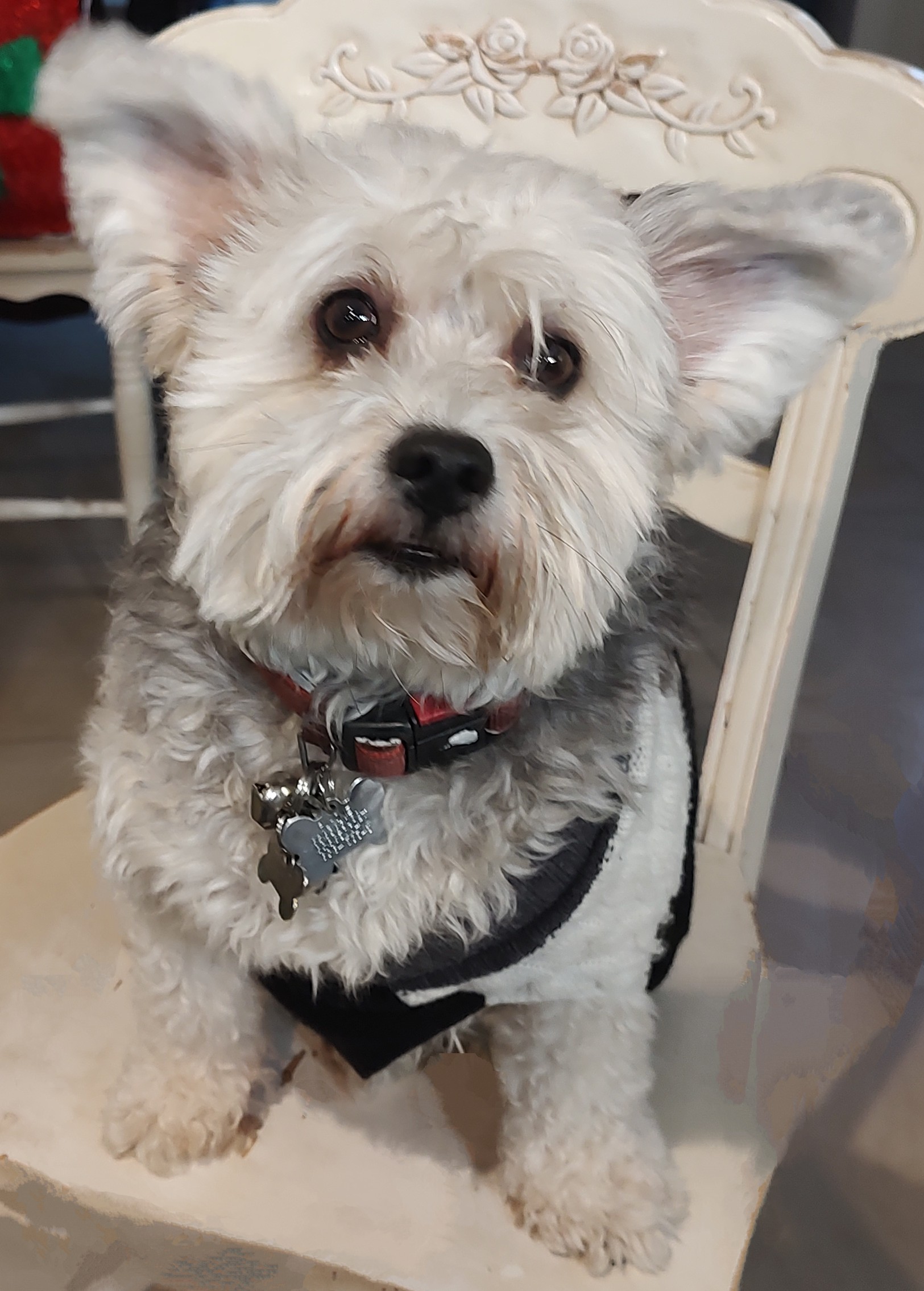 Pet Profile Image