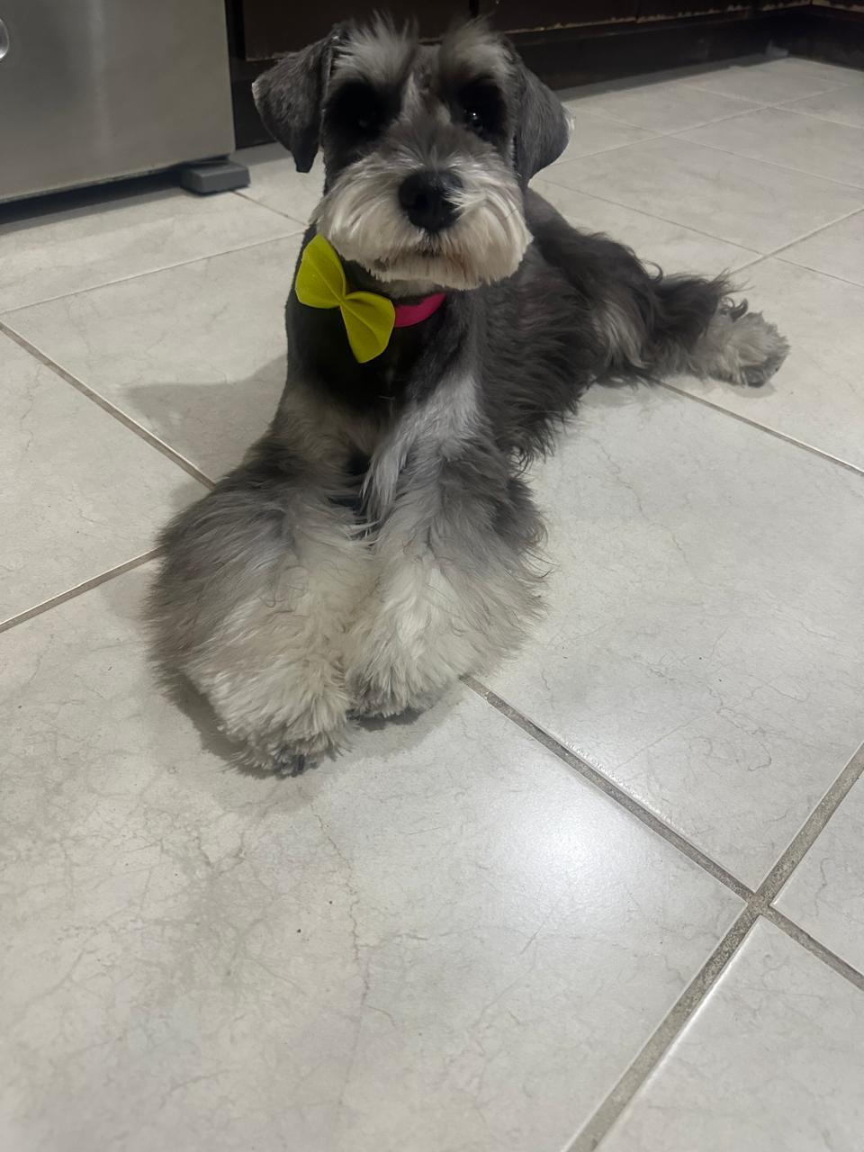 Pet Profile Image