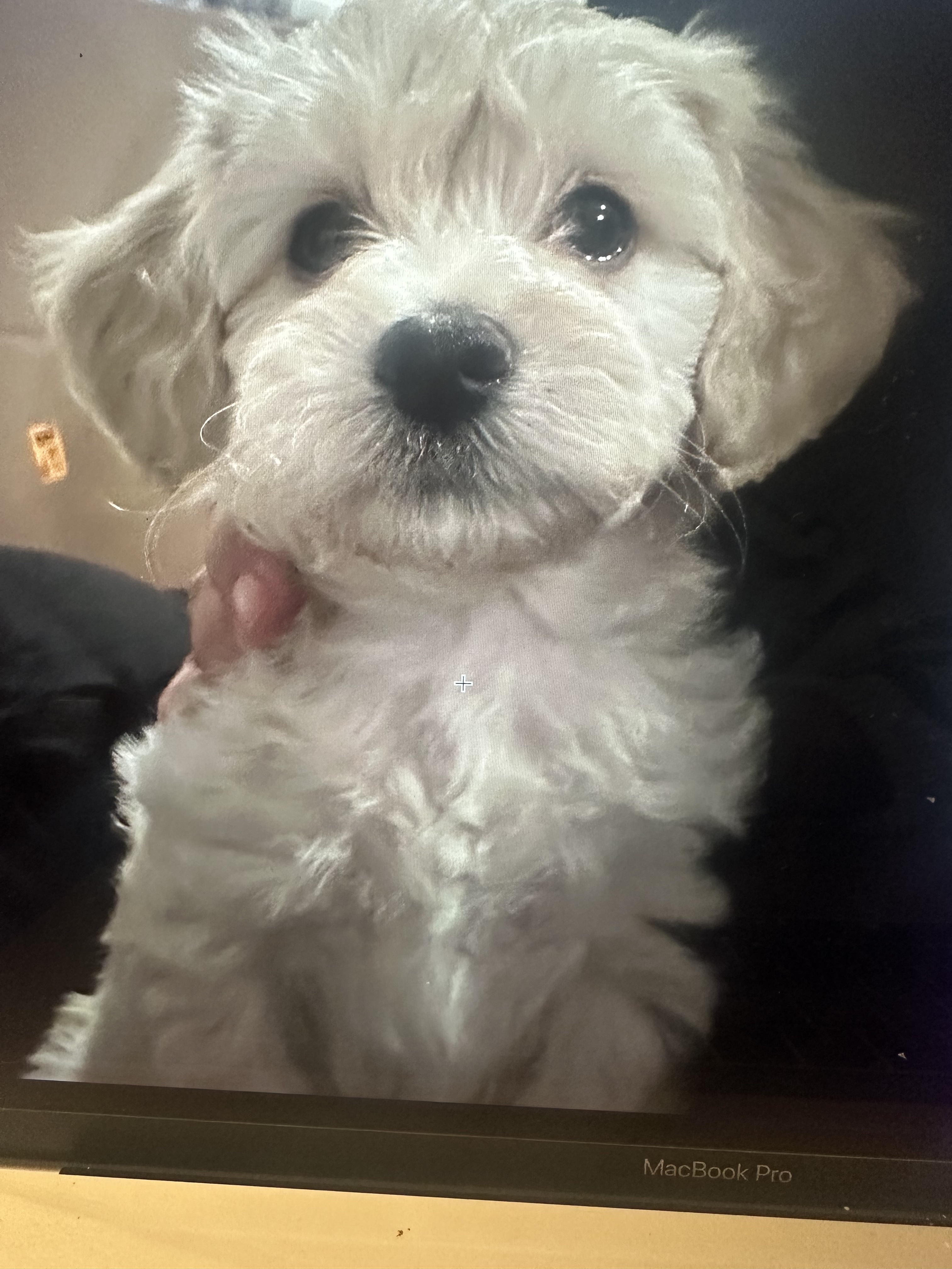 Pet Profile Image