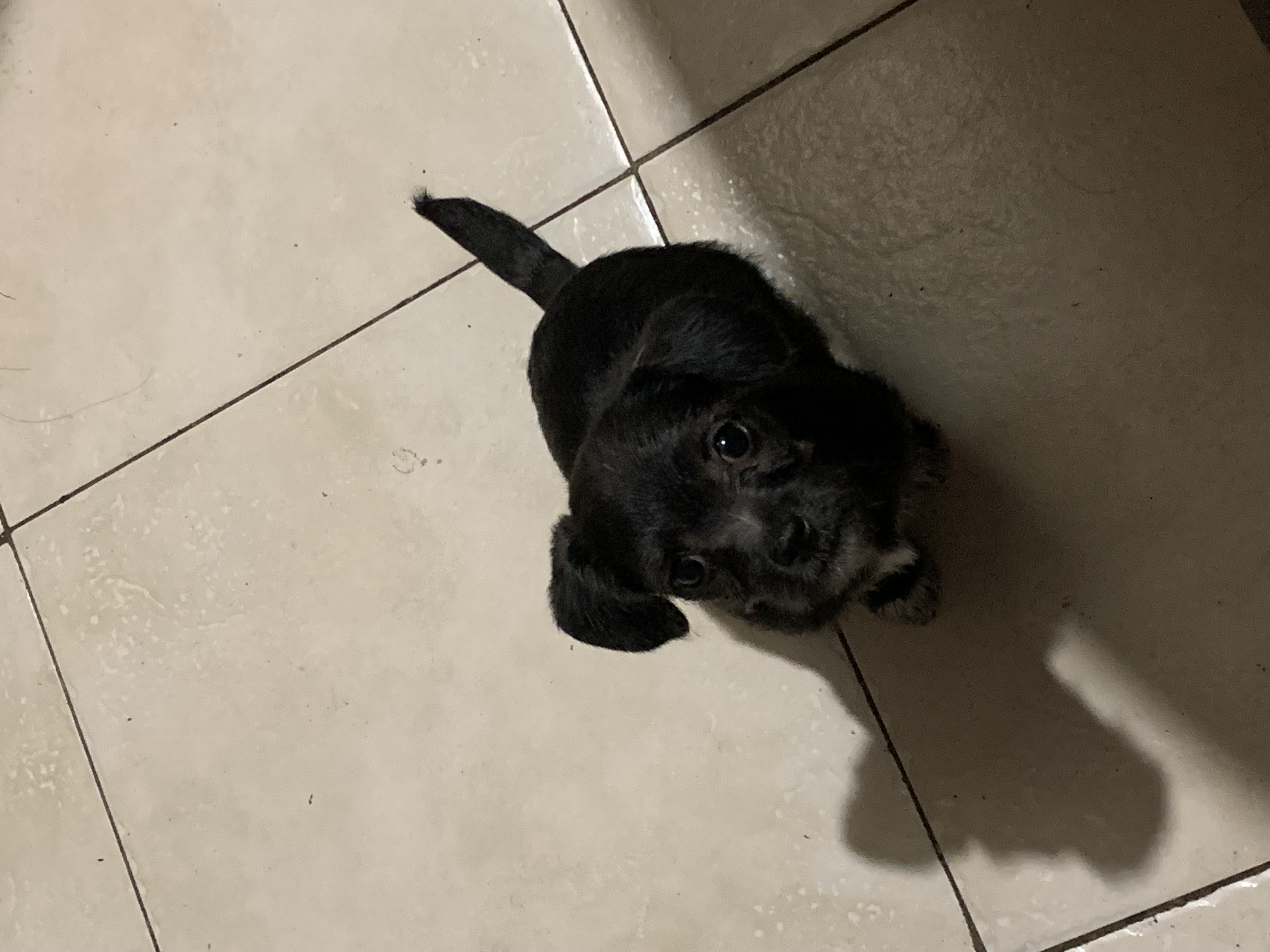 Pet Profile Image
