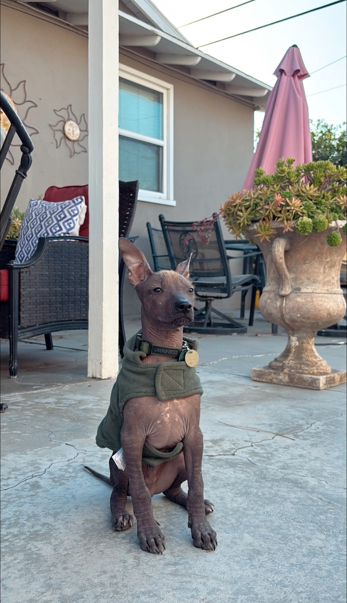 Pet Profile Image