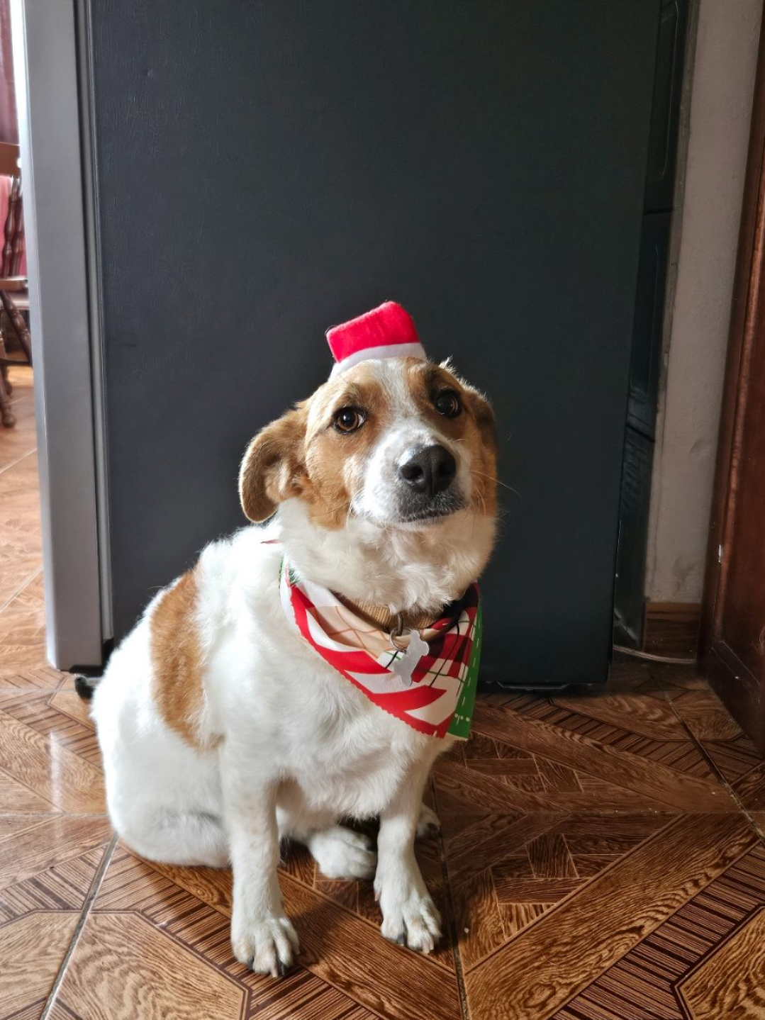Pet Profile Image