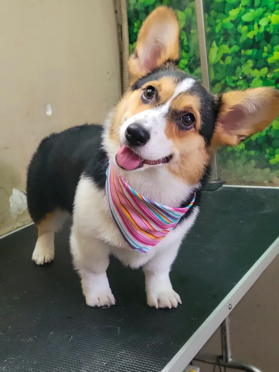 Pet Profile Image