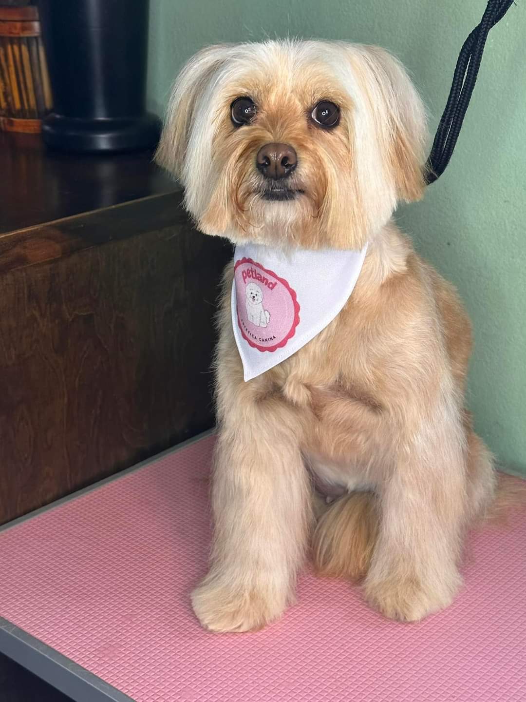 Pet Profile Image