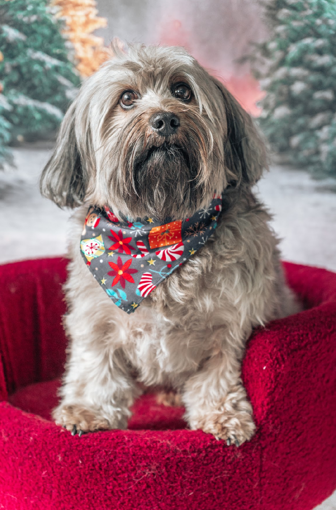 Pet Profile Image