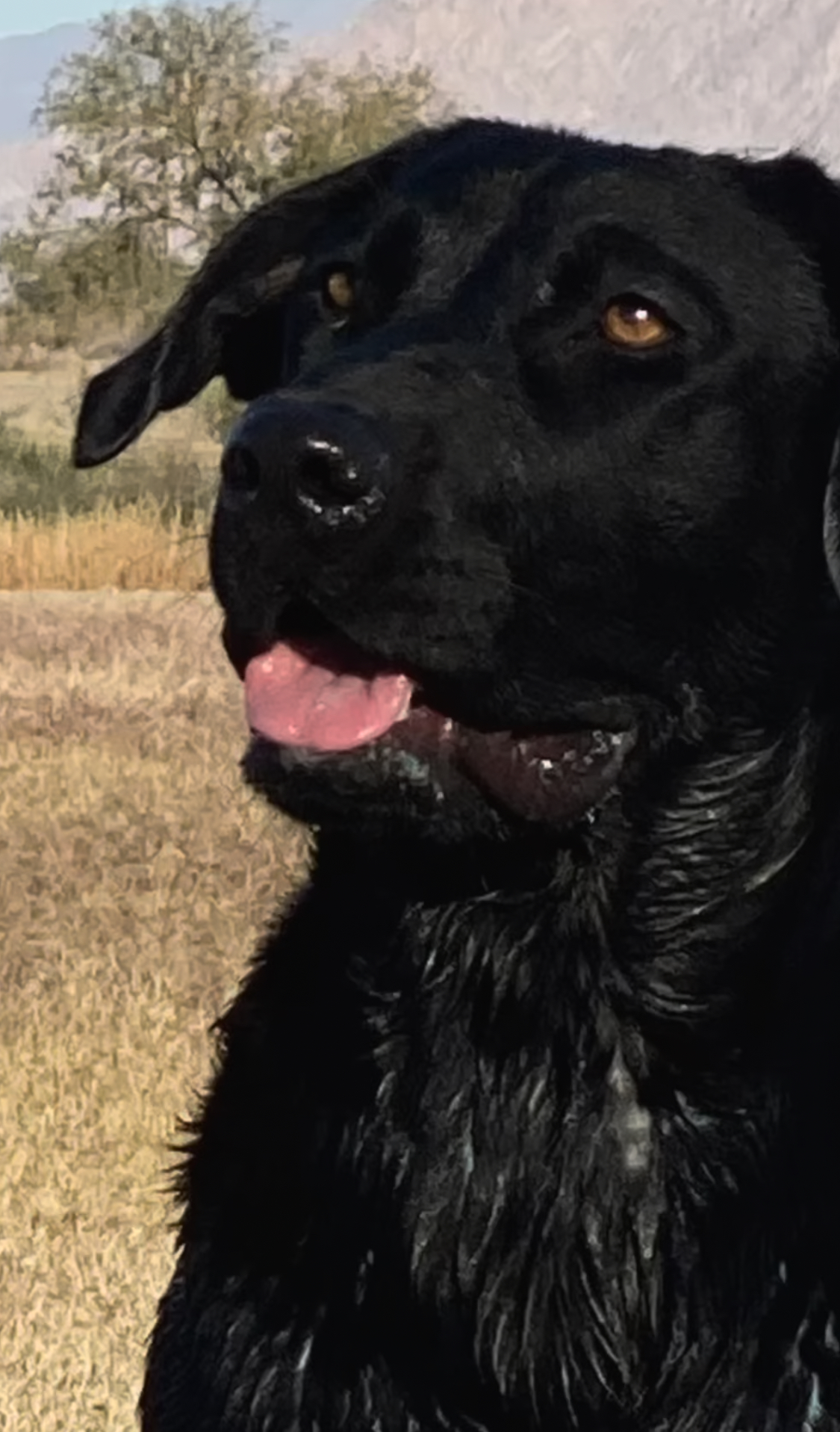 Pet Profile Image