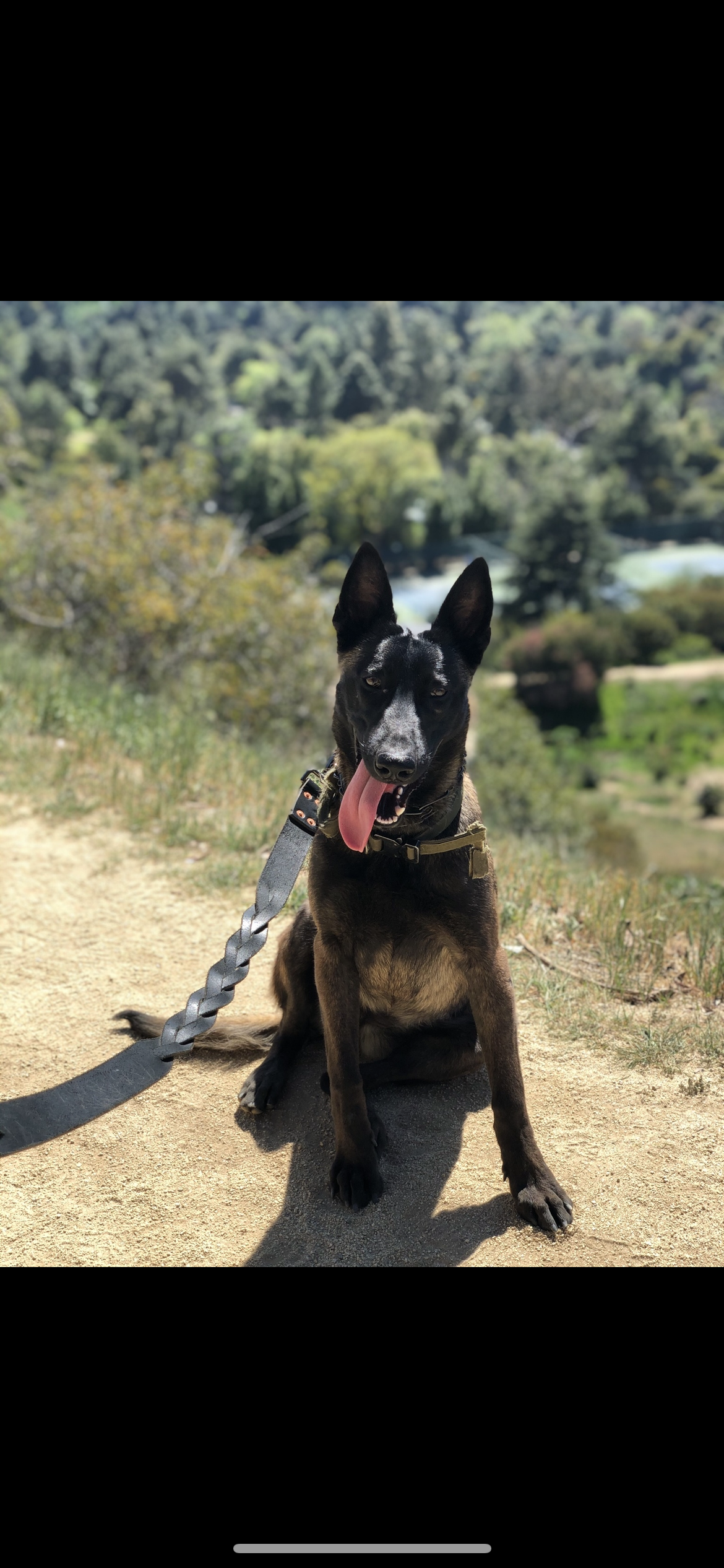 Pet Profile Image
