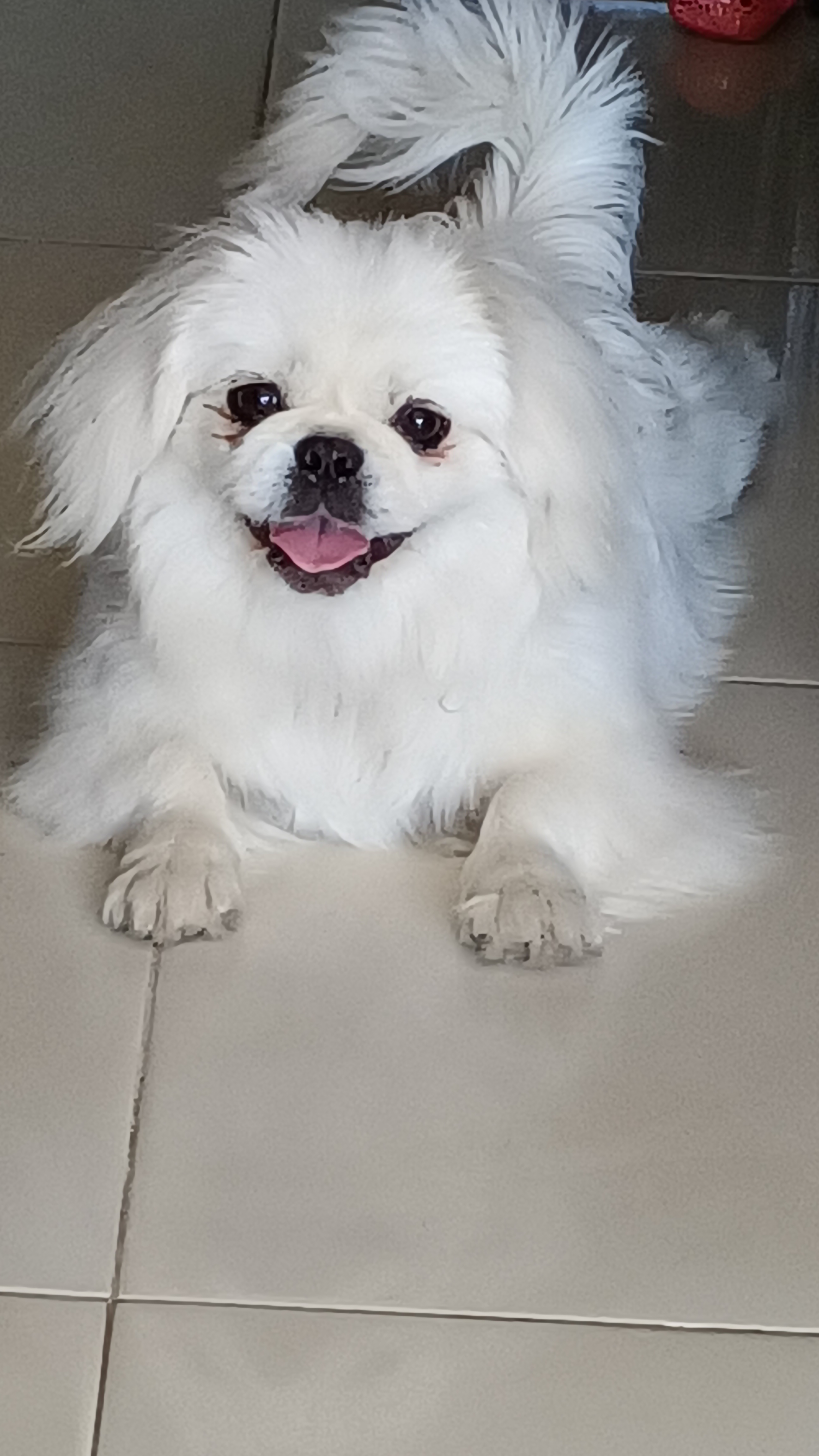 Pet Profile Image