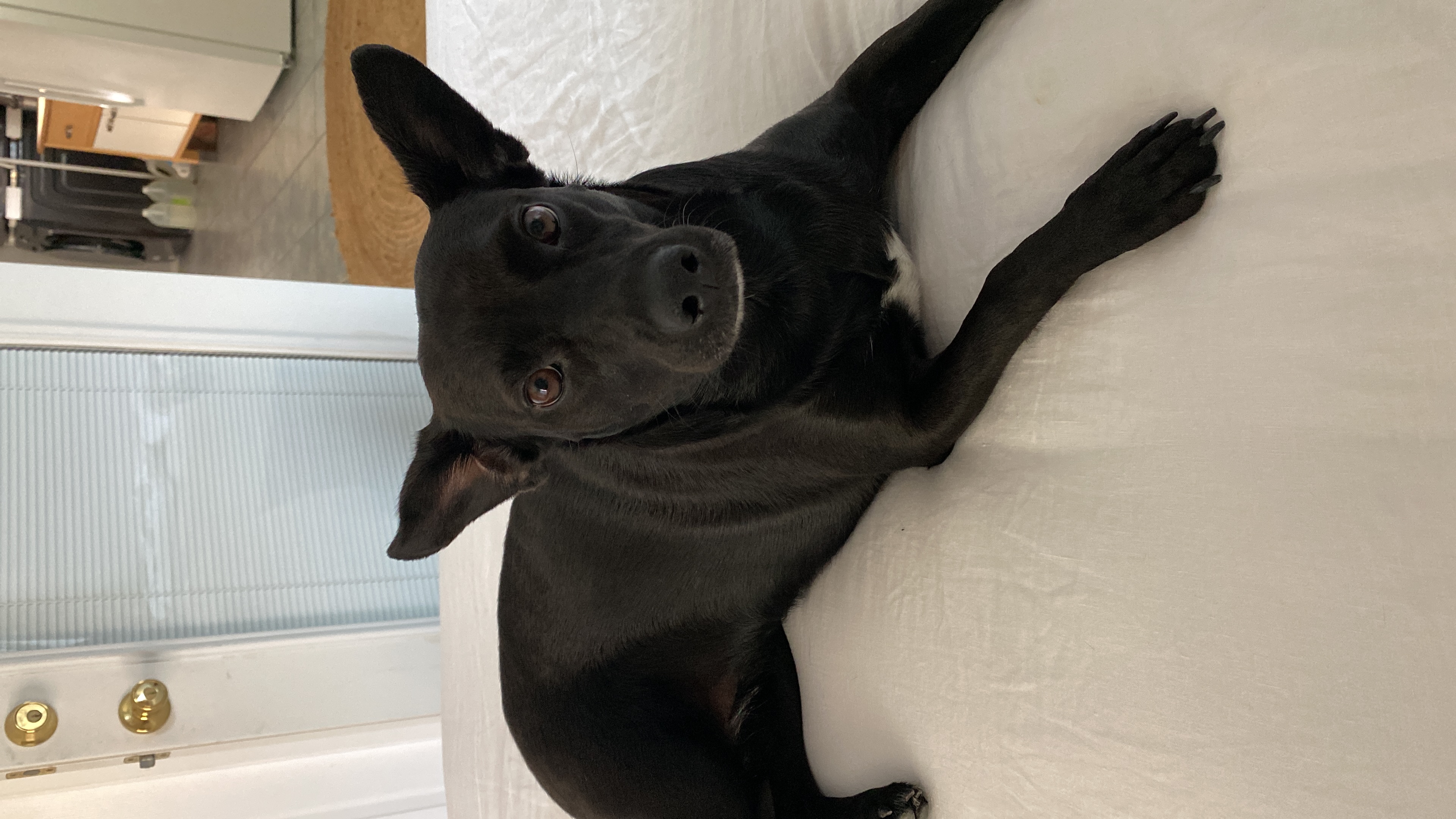 Pet Profile Image
