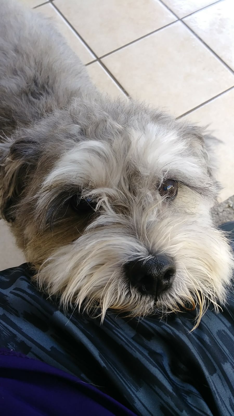 Pet Profile Image