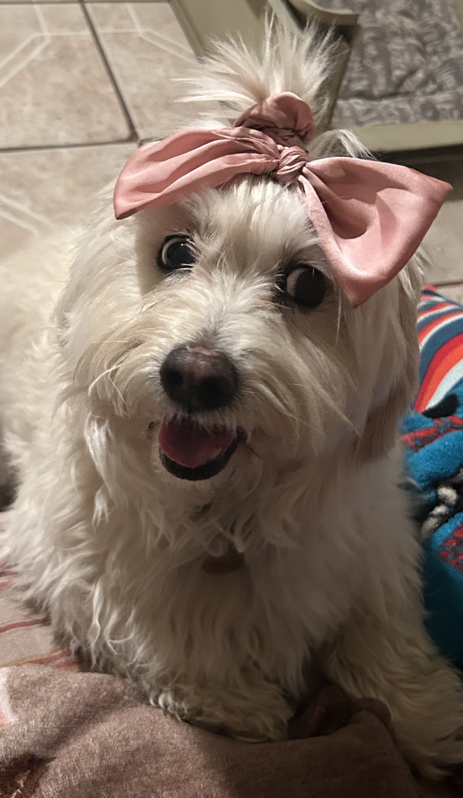 Pet Profile Image