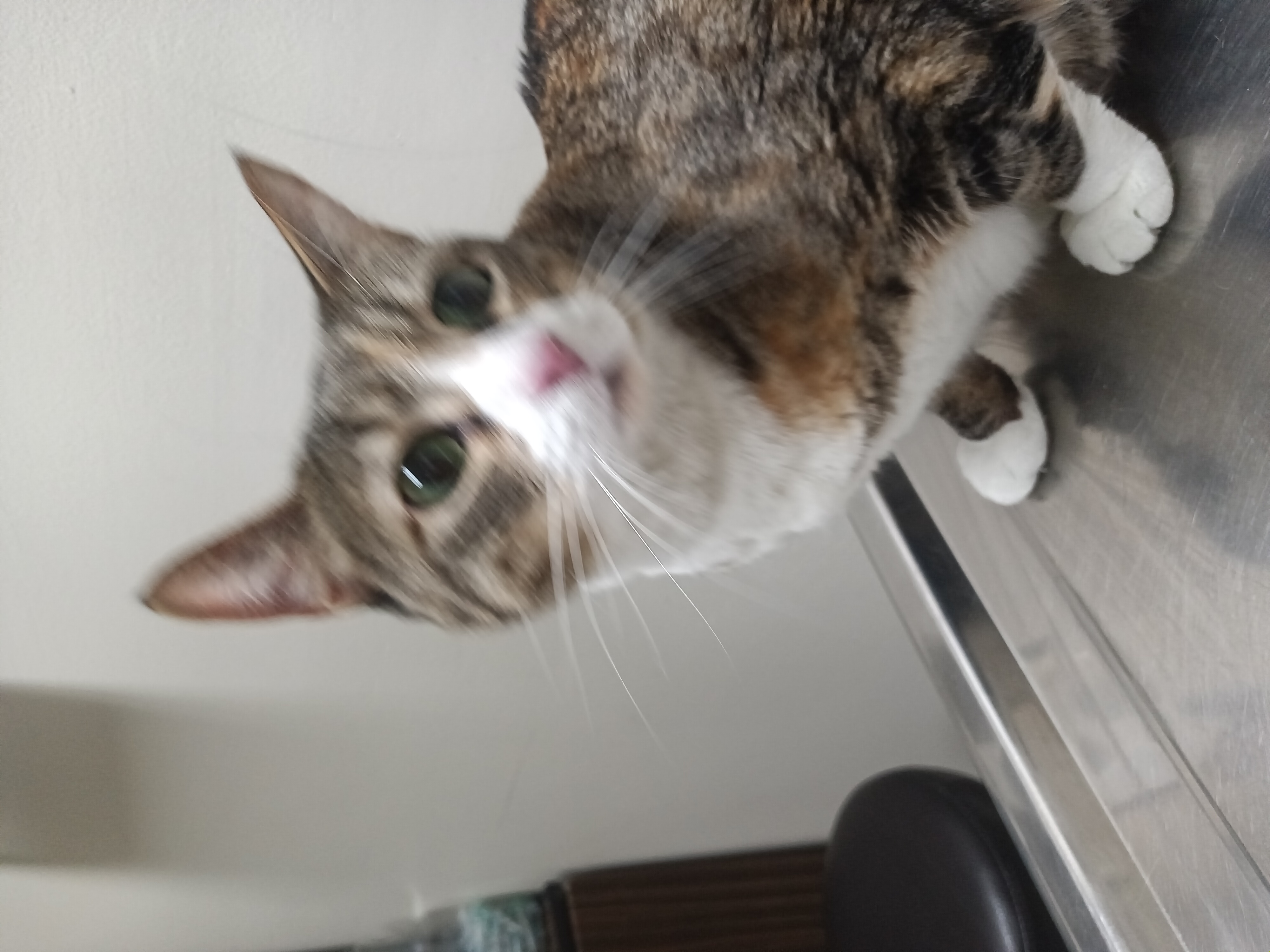 Pet Profile Image