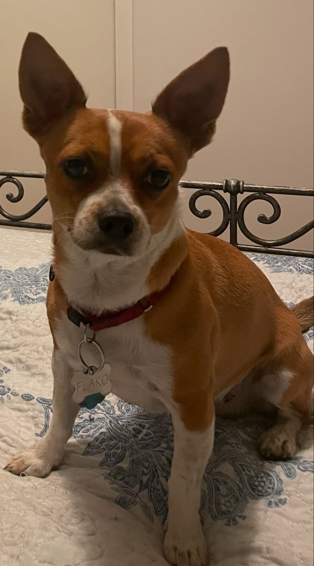 Pet Profile Image