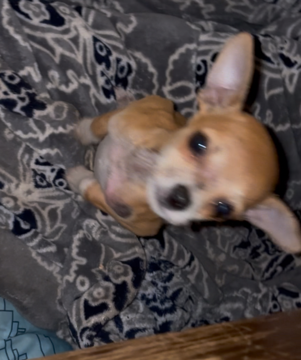 Pet Profile Image