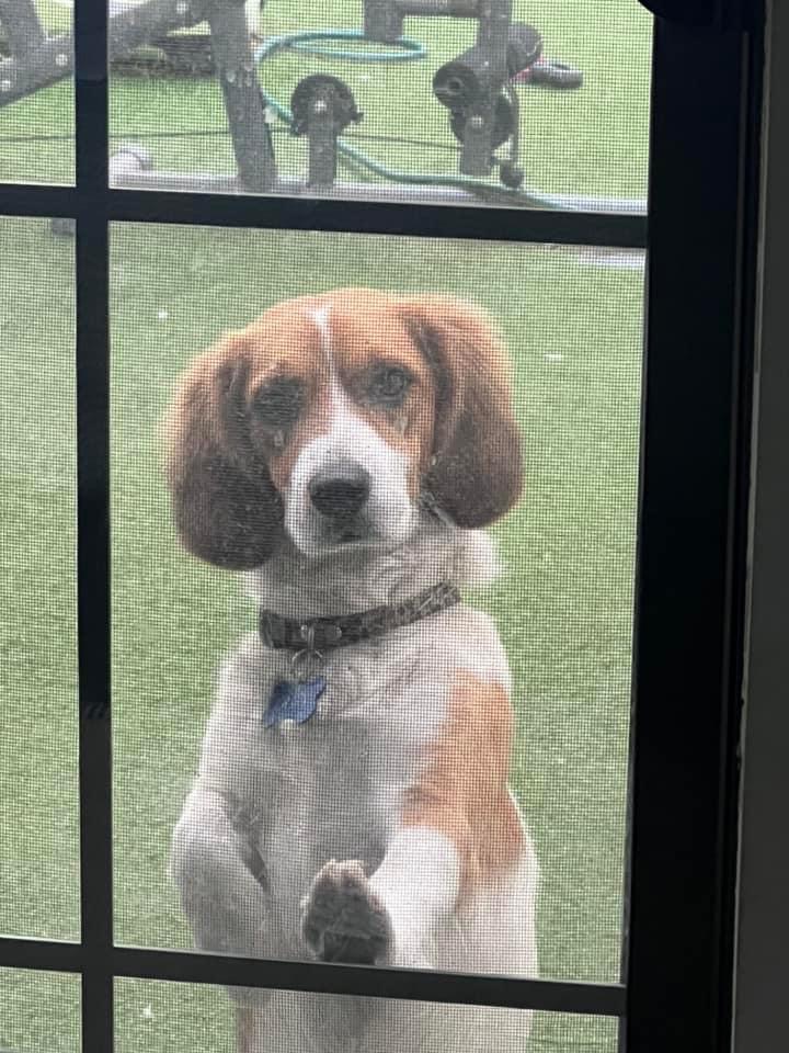 Pet Profile Image