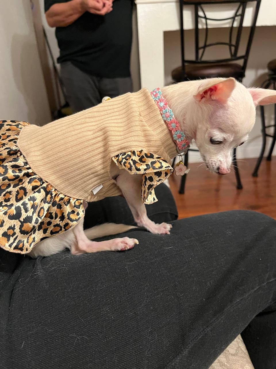Pet Profile Image