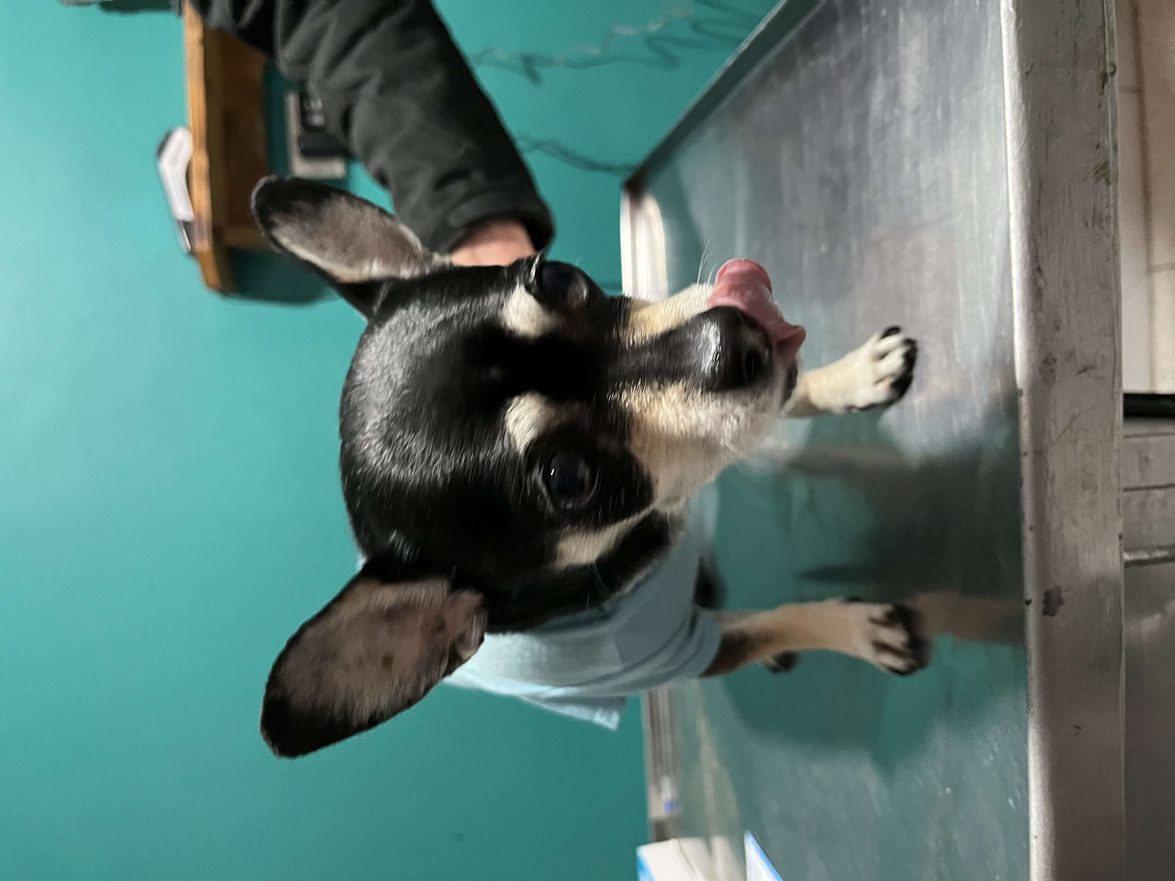 Pet Profile Image
