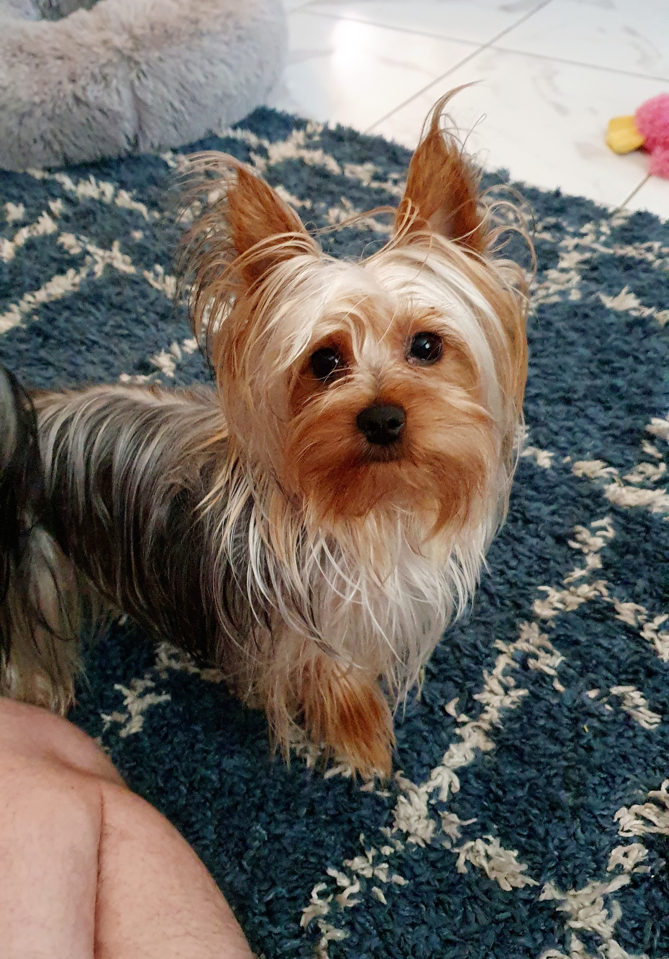 Pet Profile Image