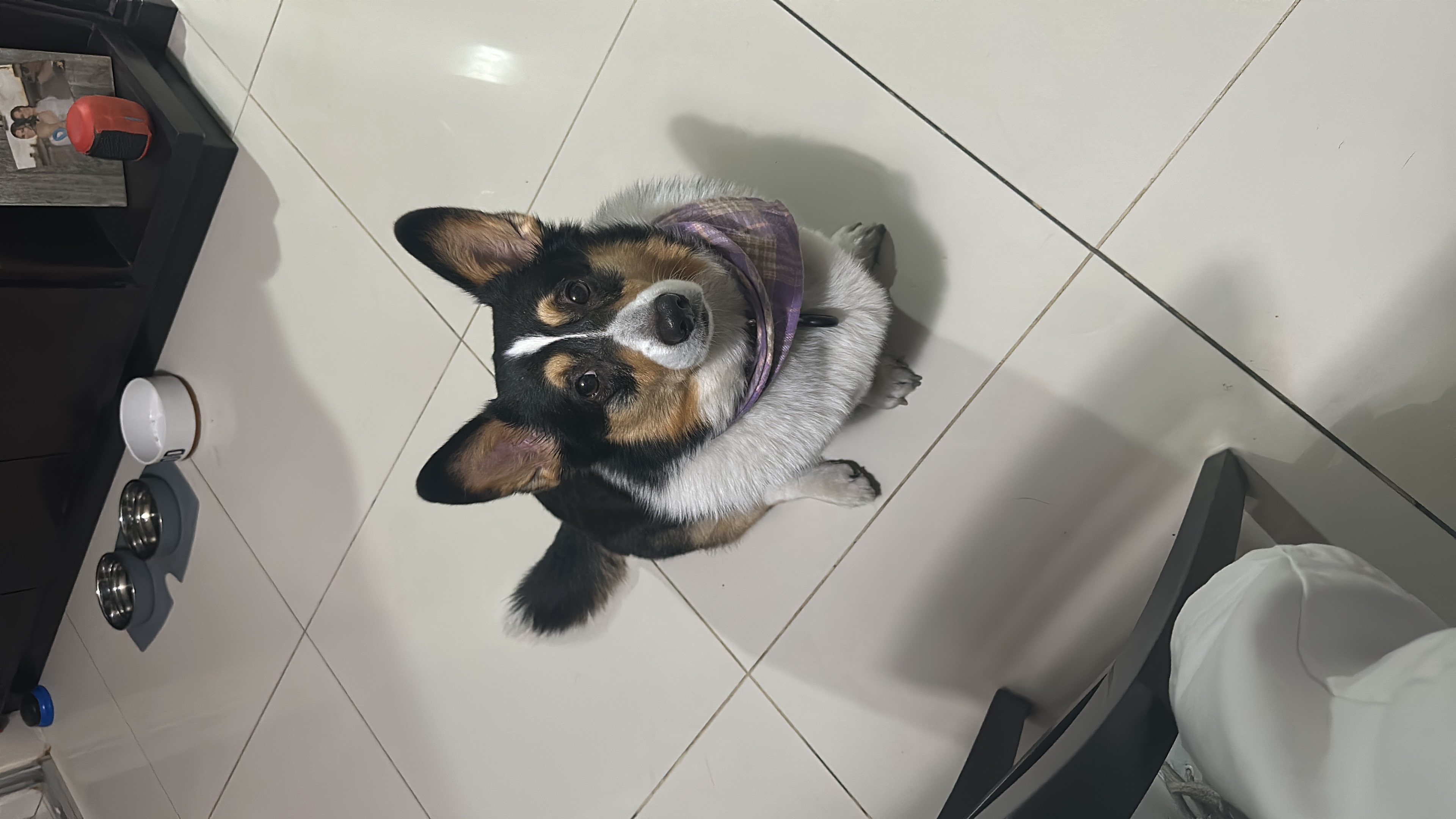 Pet Profile Image