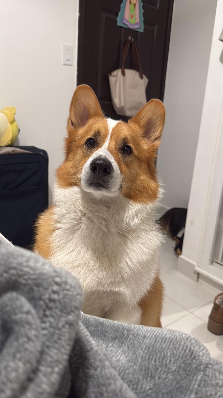 Pet Profile Image