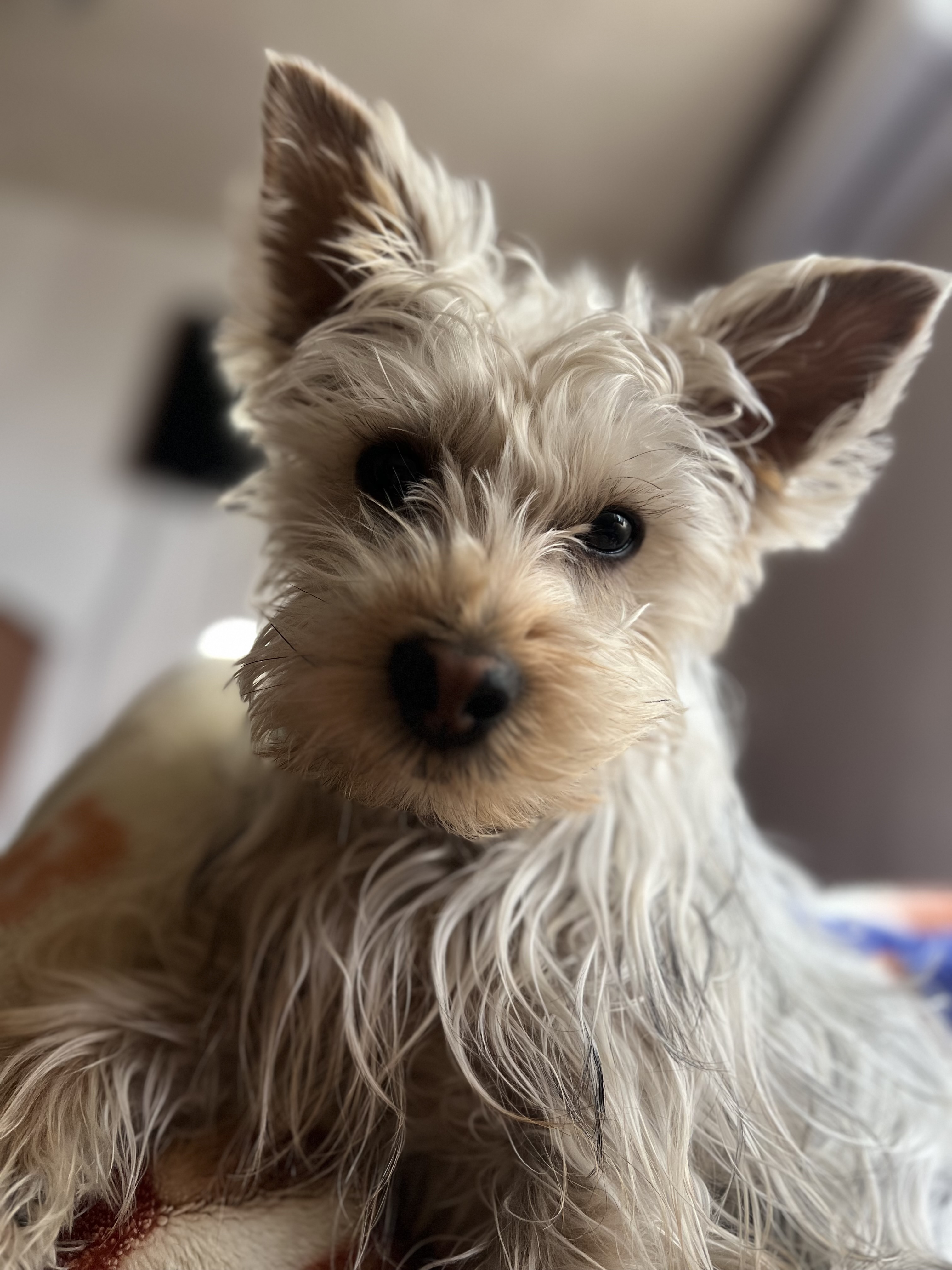 Pet Profile Image