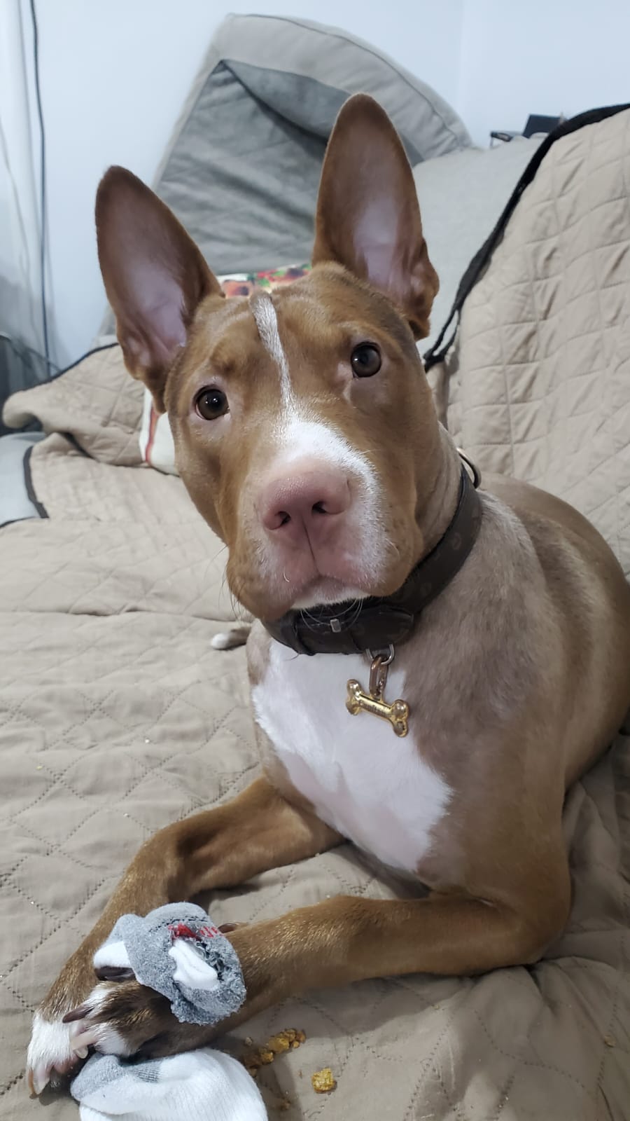 Pet Profile Image