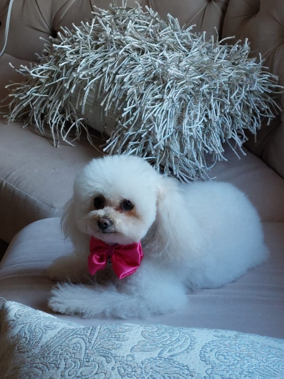 Pet Profile Image