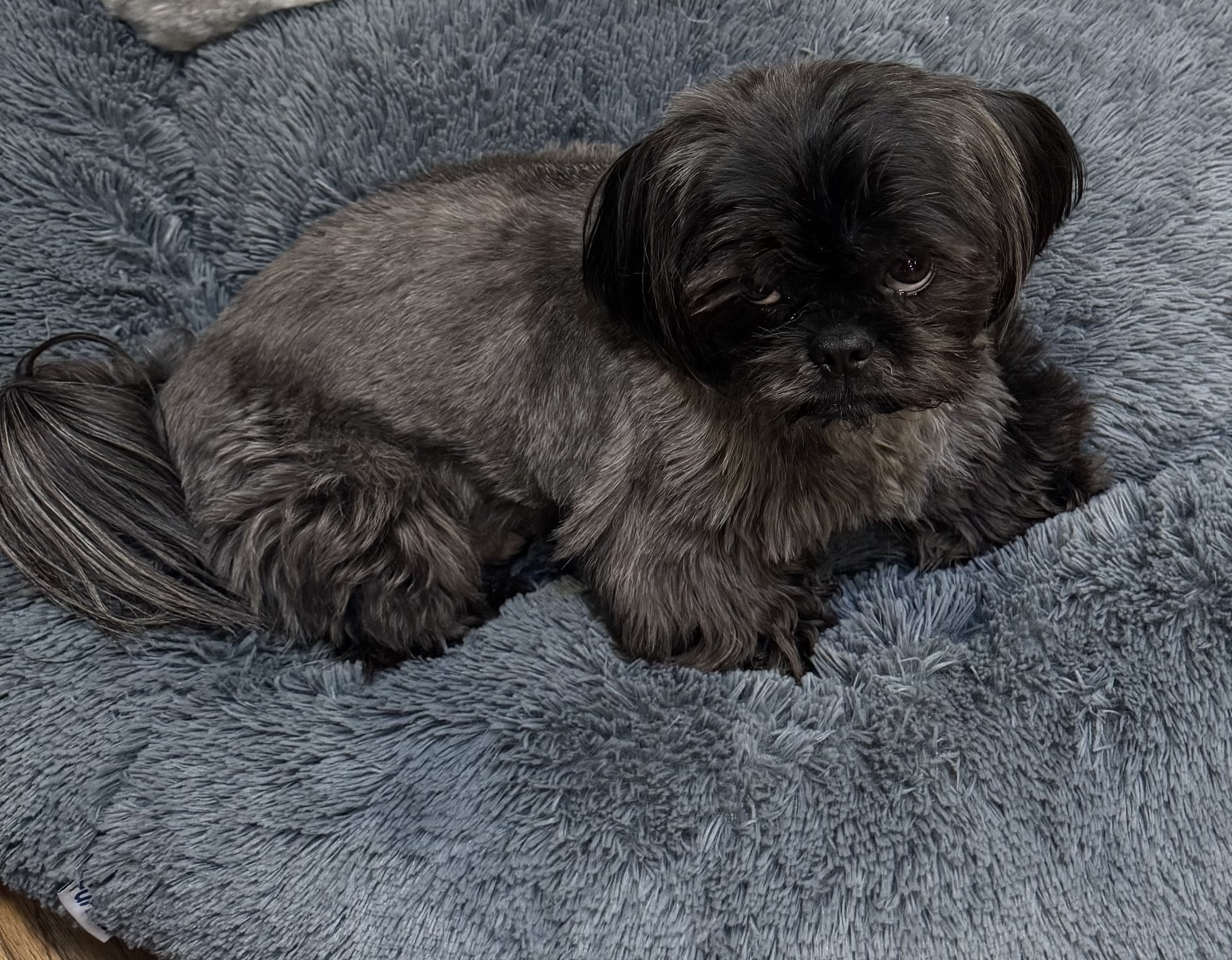 Pet Profile Image