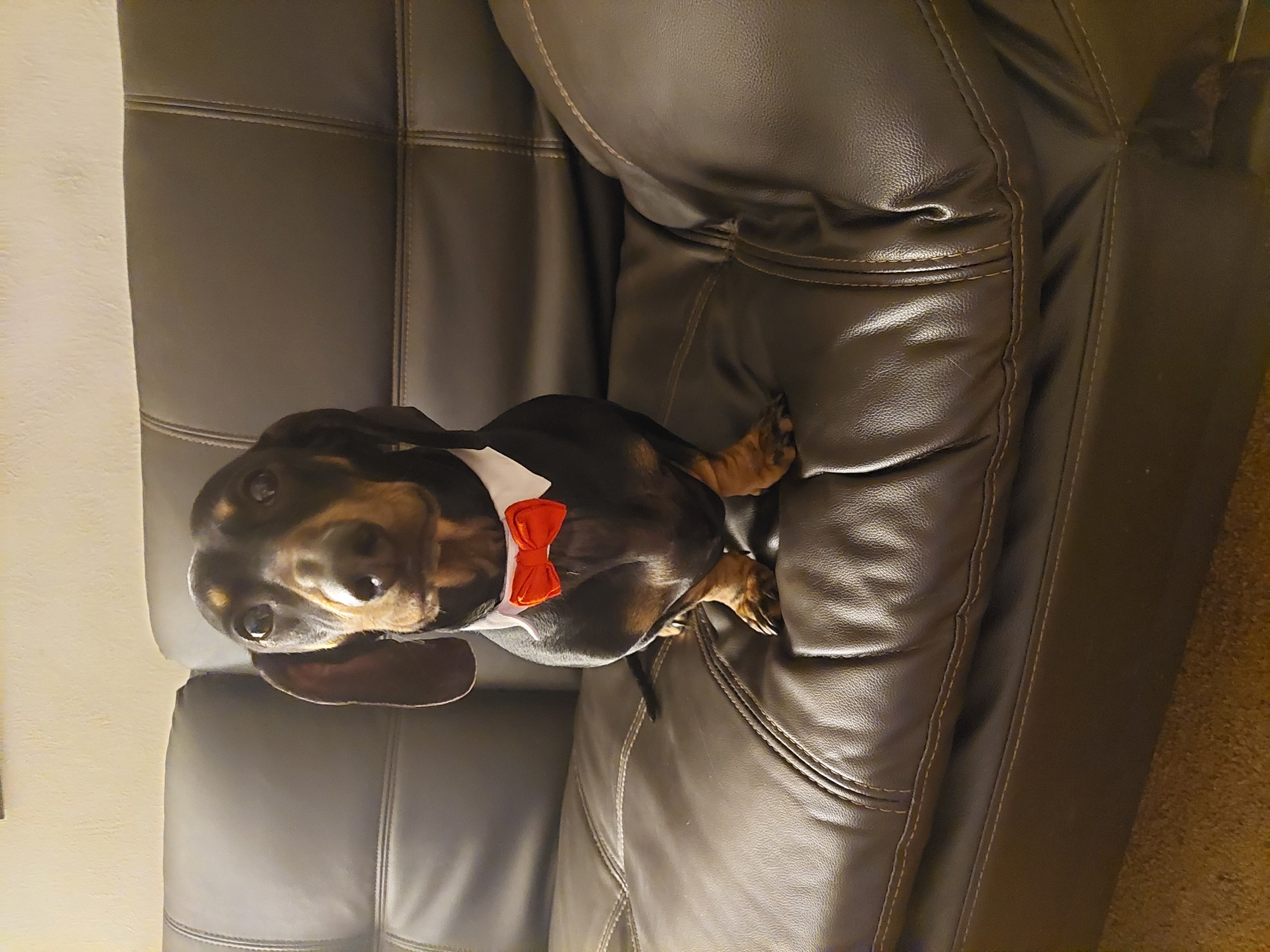 Pet Profile Image
