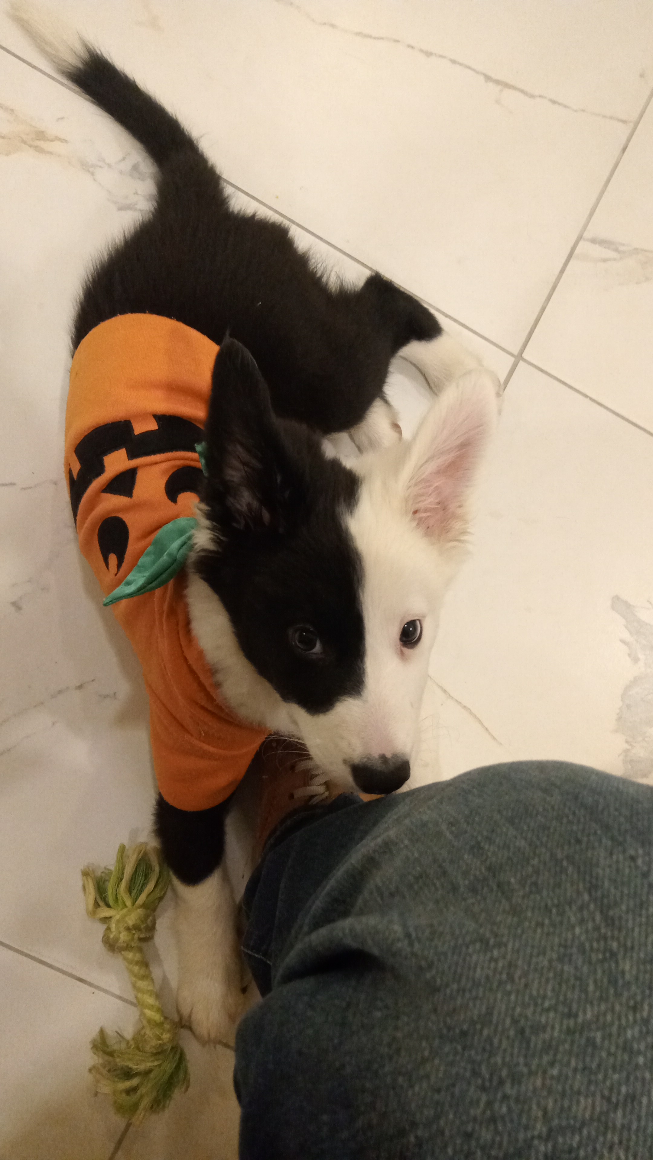 Pet Profile Image