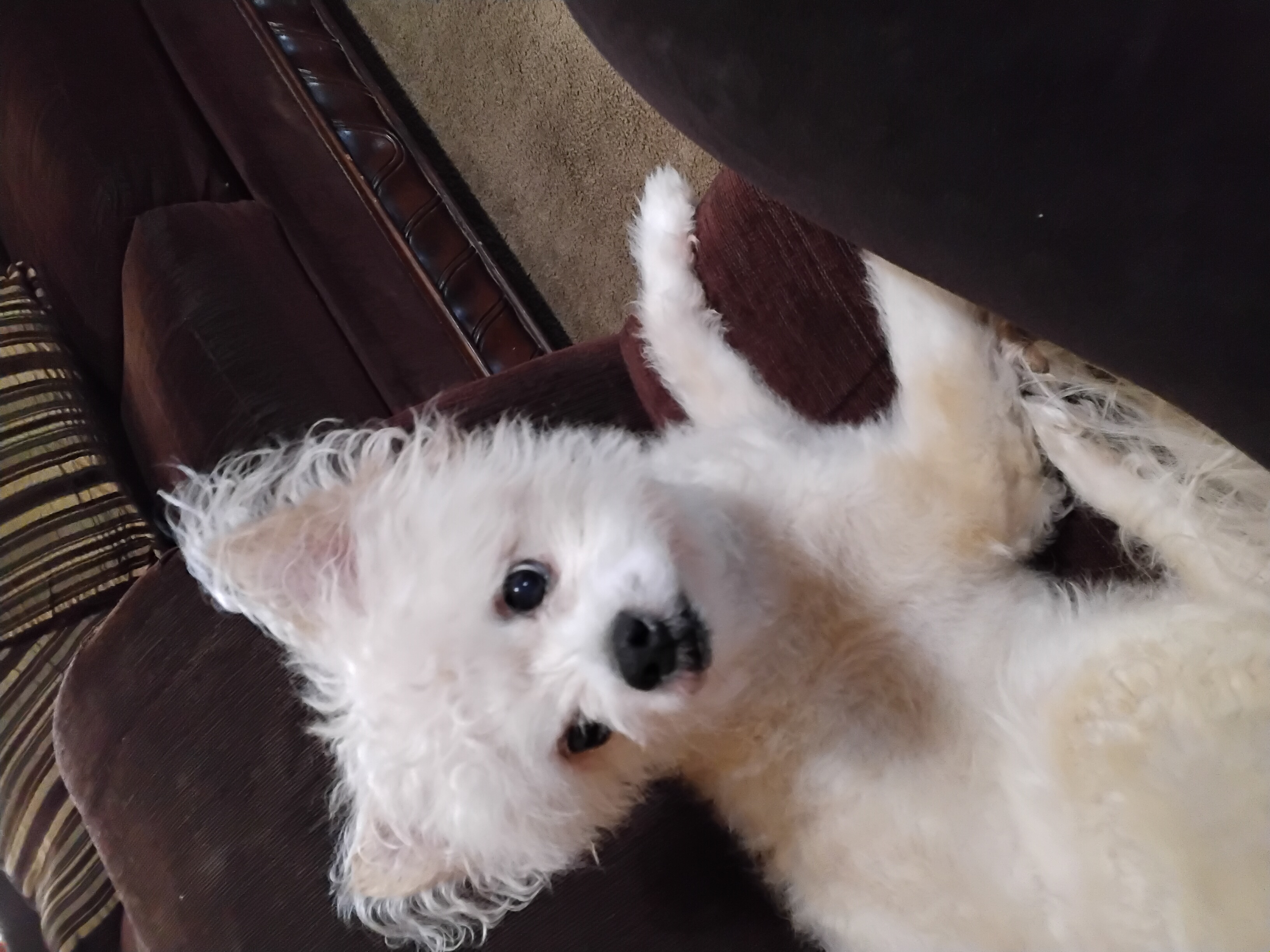 Pet Profile Image
