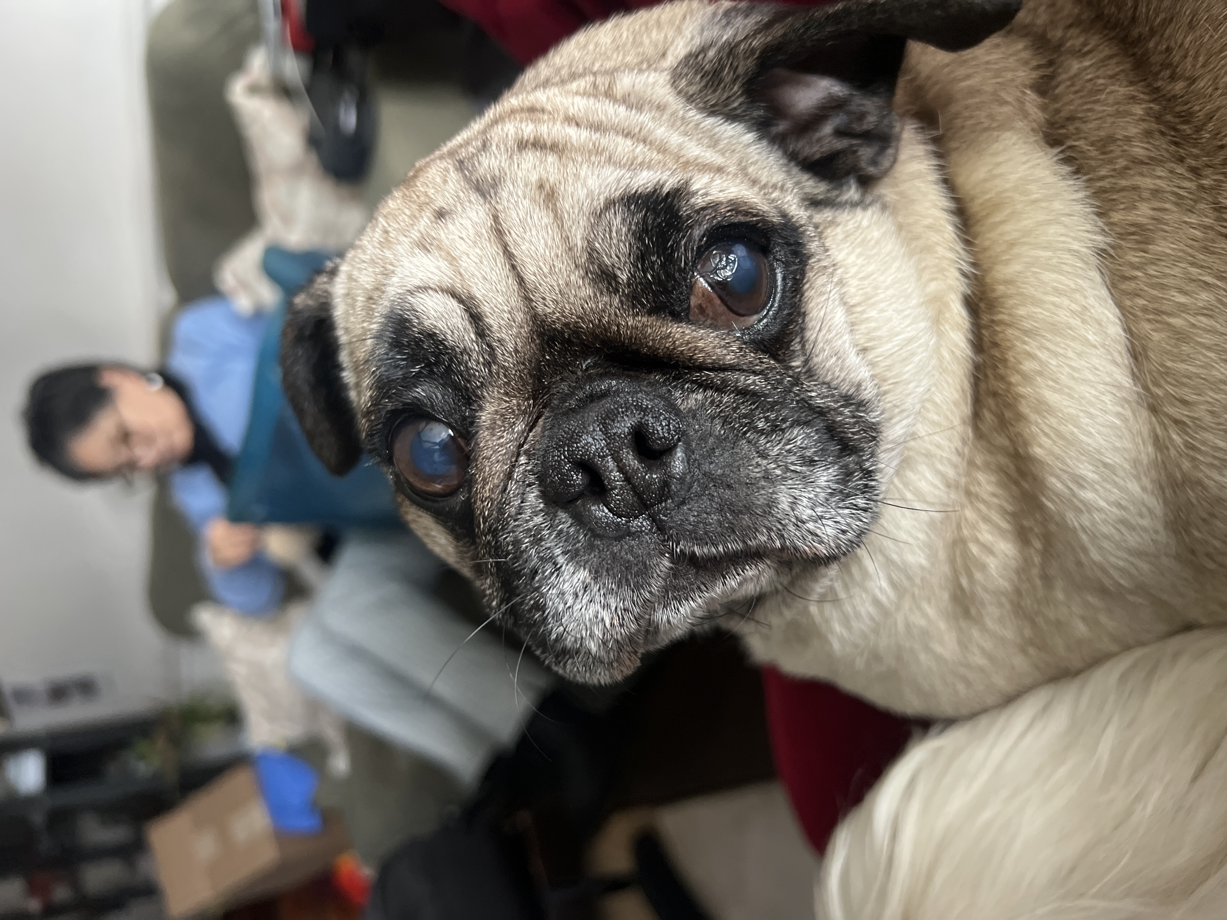 Pet Profile Image