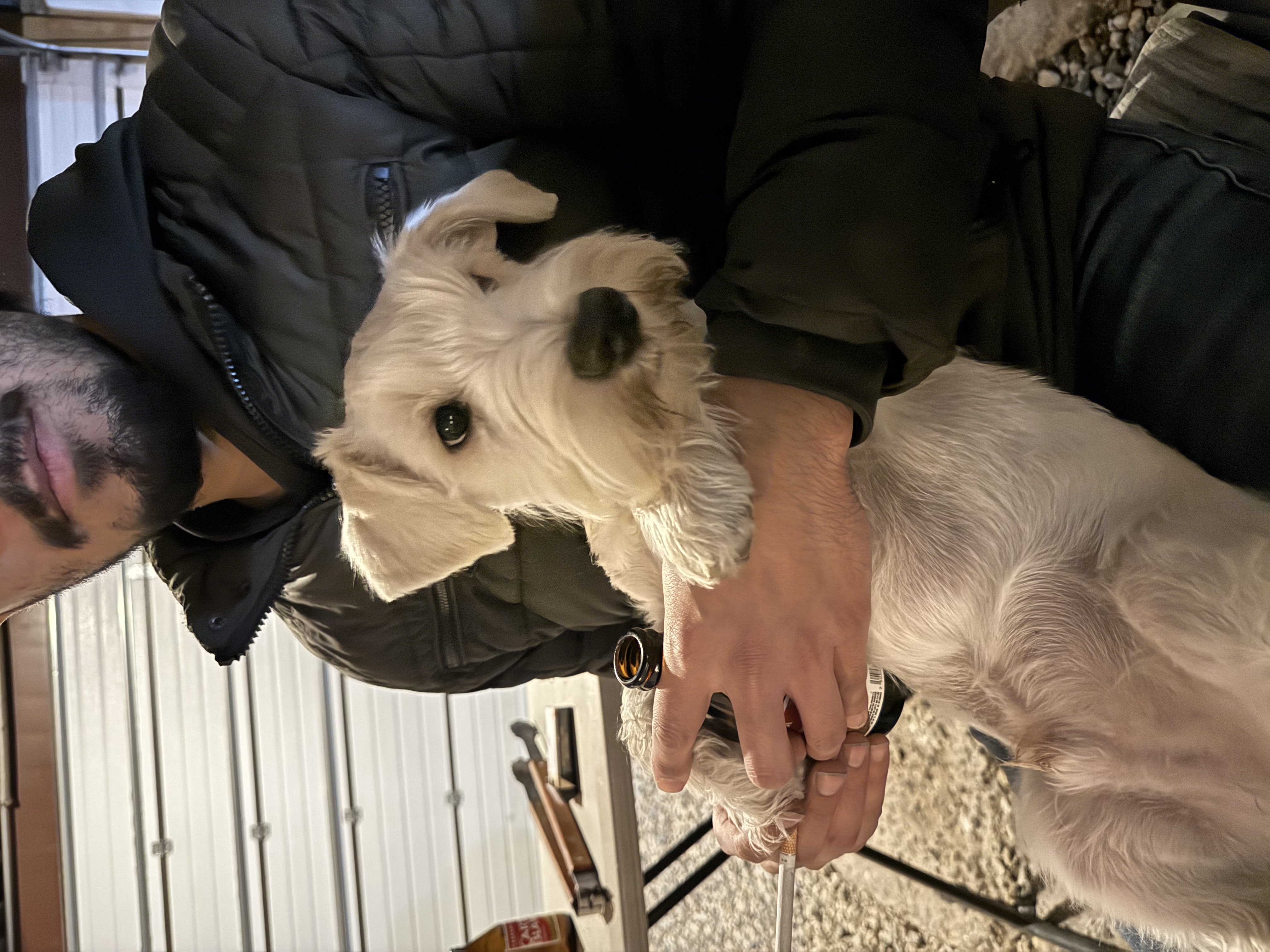 Pet Profile Image