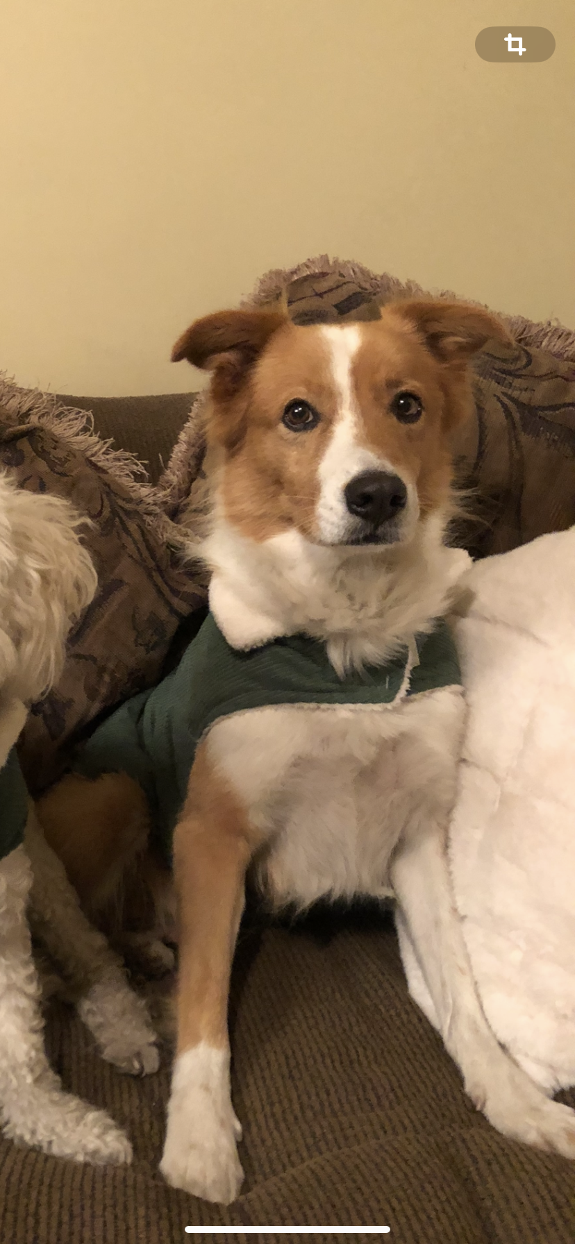 Pet Profile Image