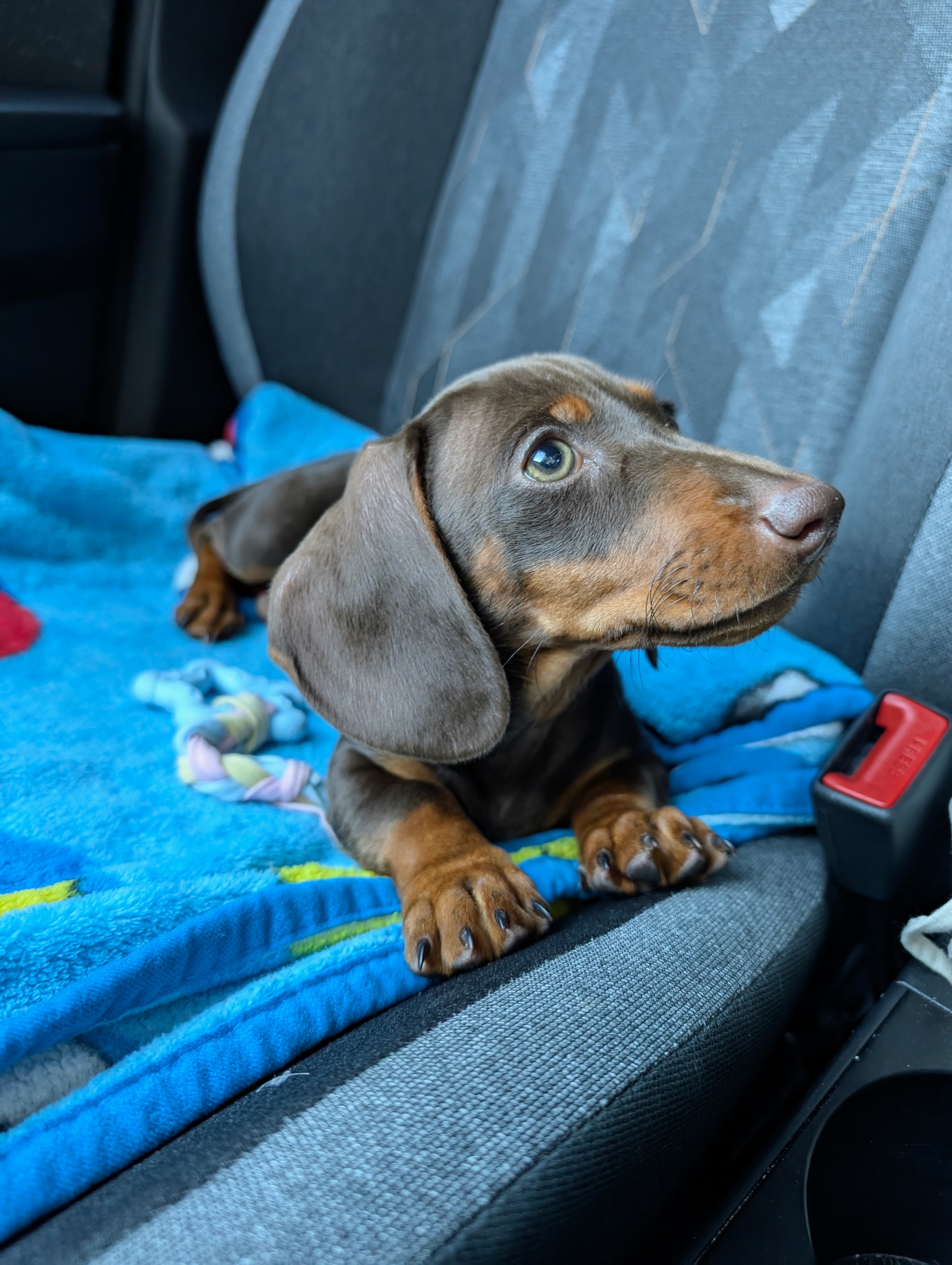 Pet Profile Image