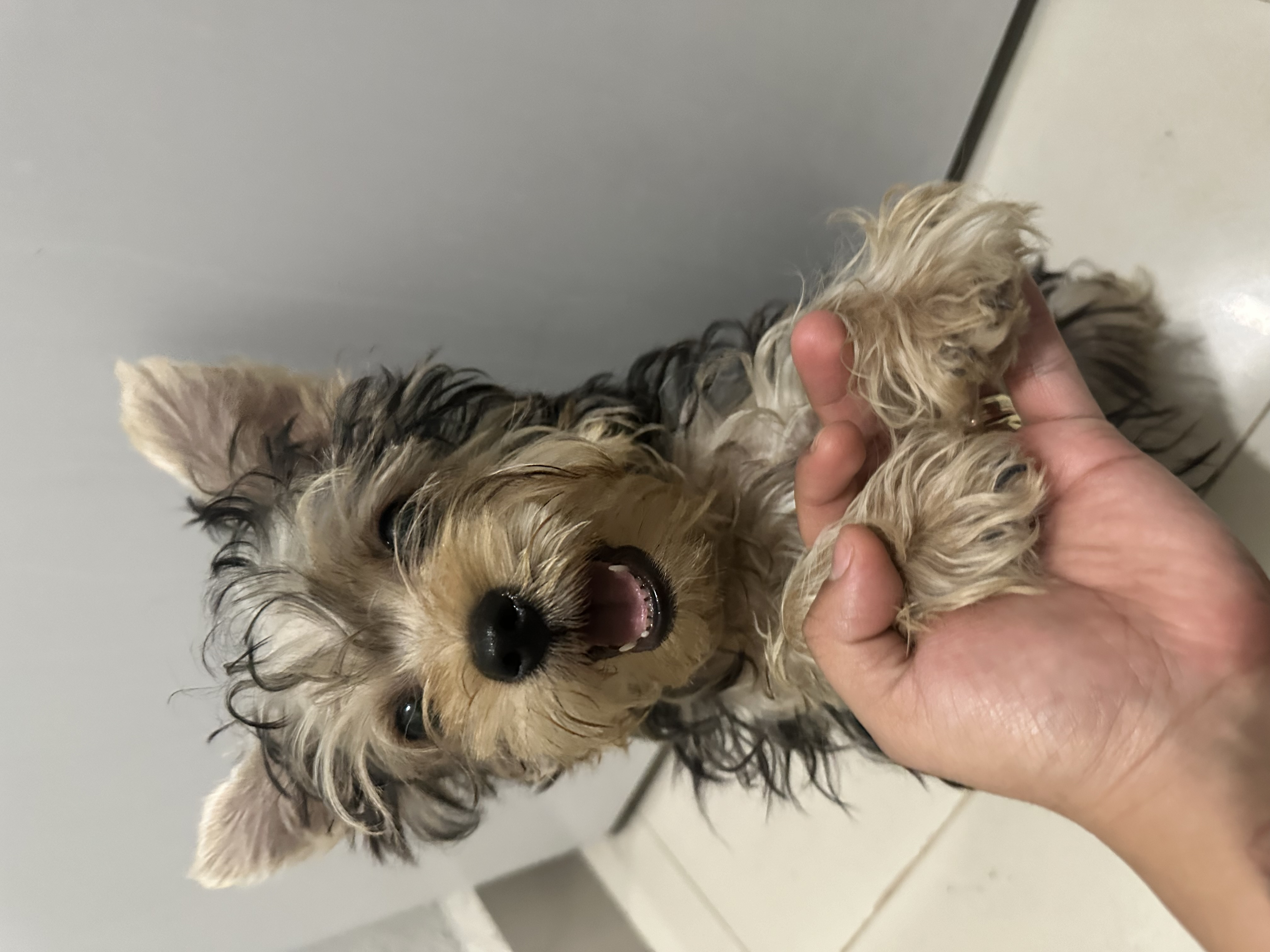 Pet Profile Image
