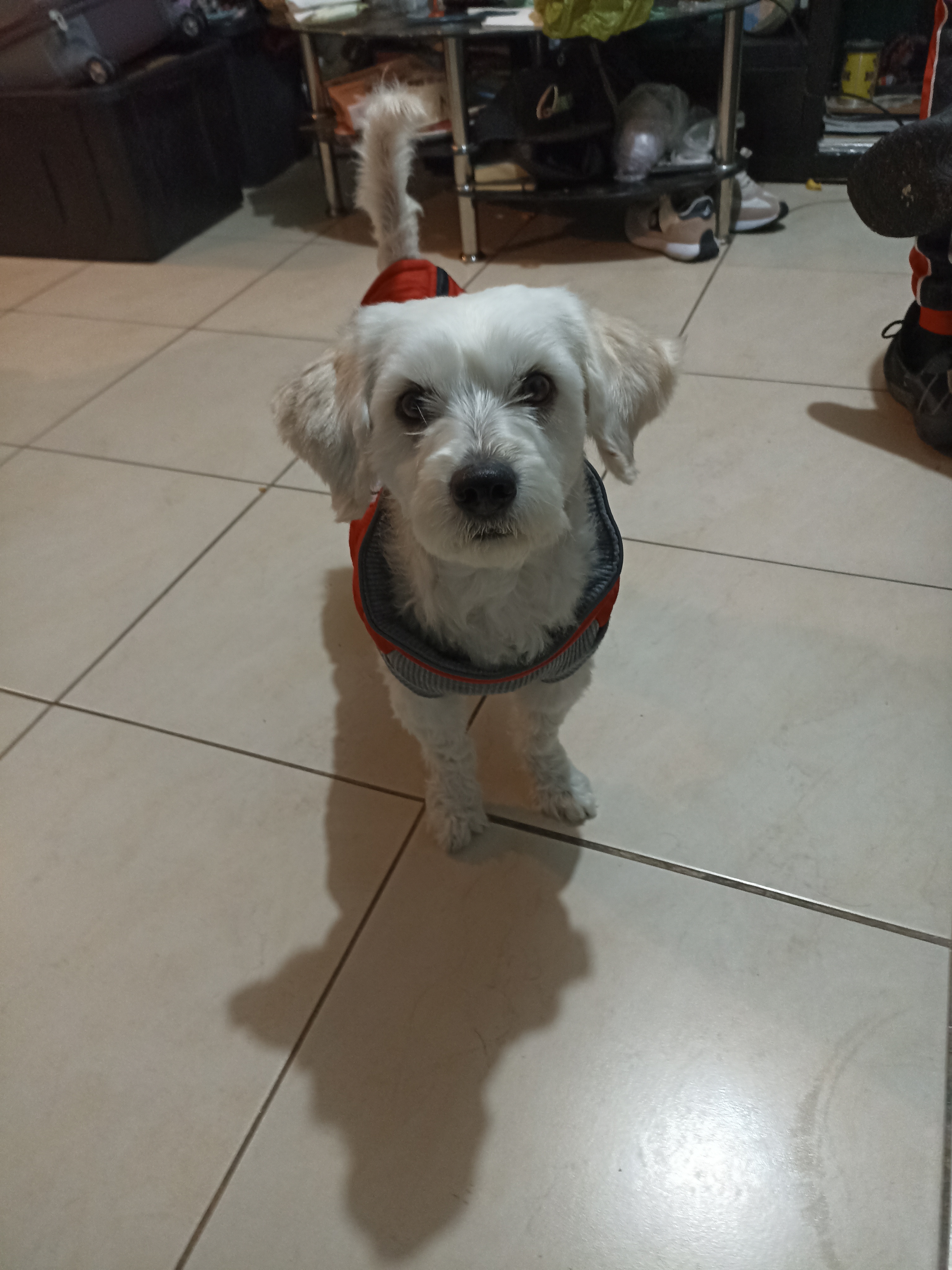 Pet Profile Image