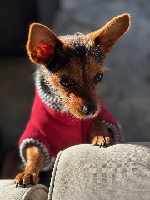 Pet Profile Image