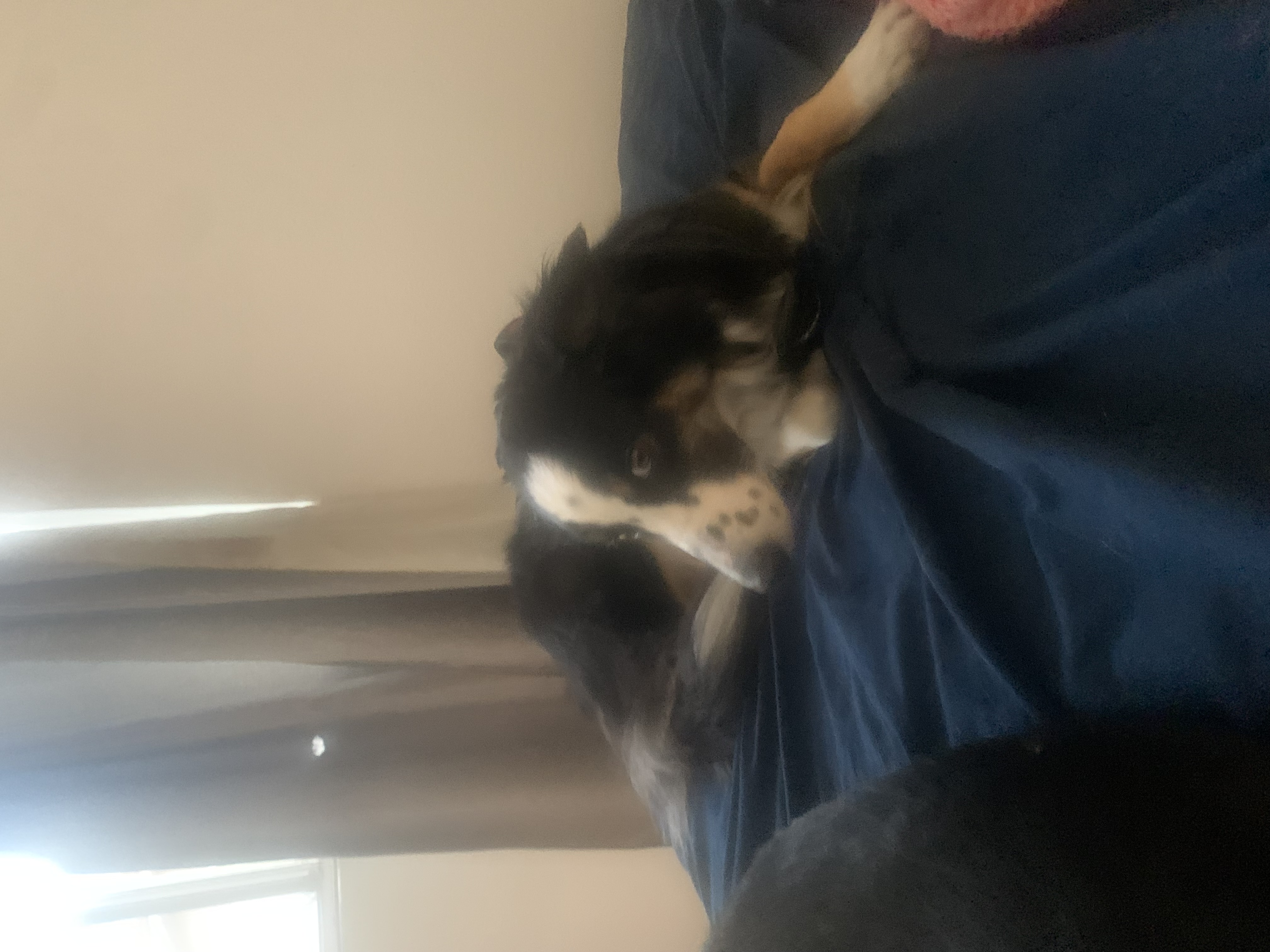 Pet Profile Image
