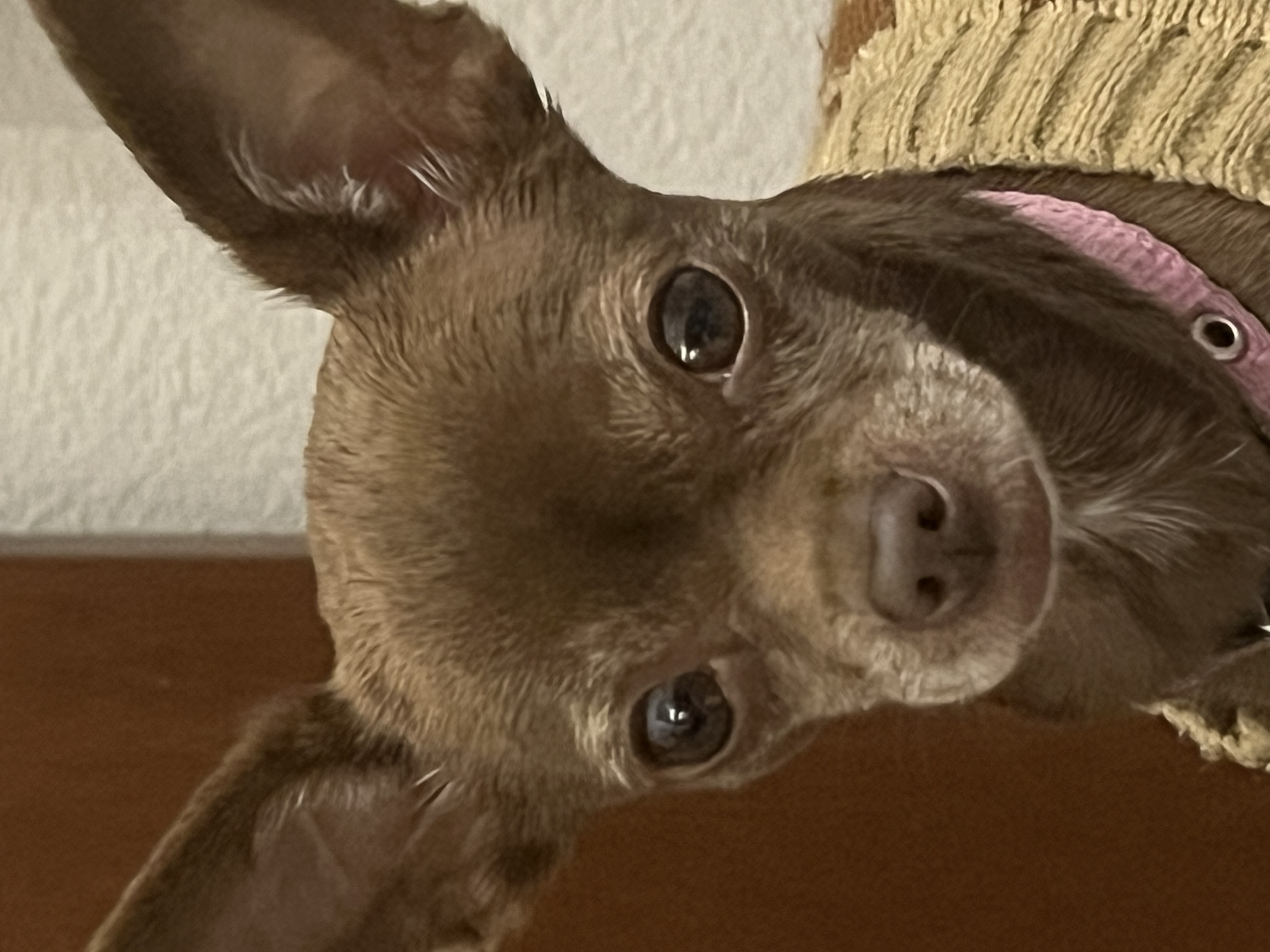 Pet Profile Image