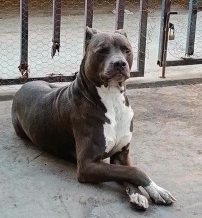 Pet Profile Image
