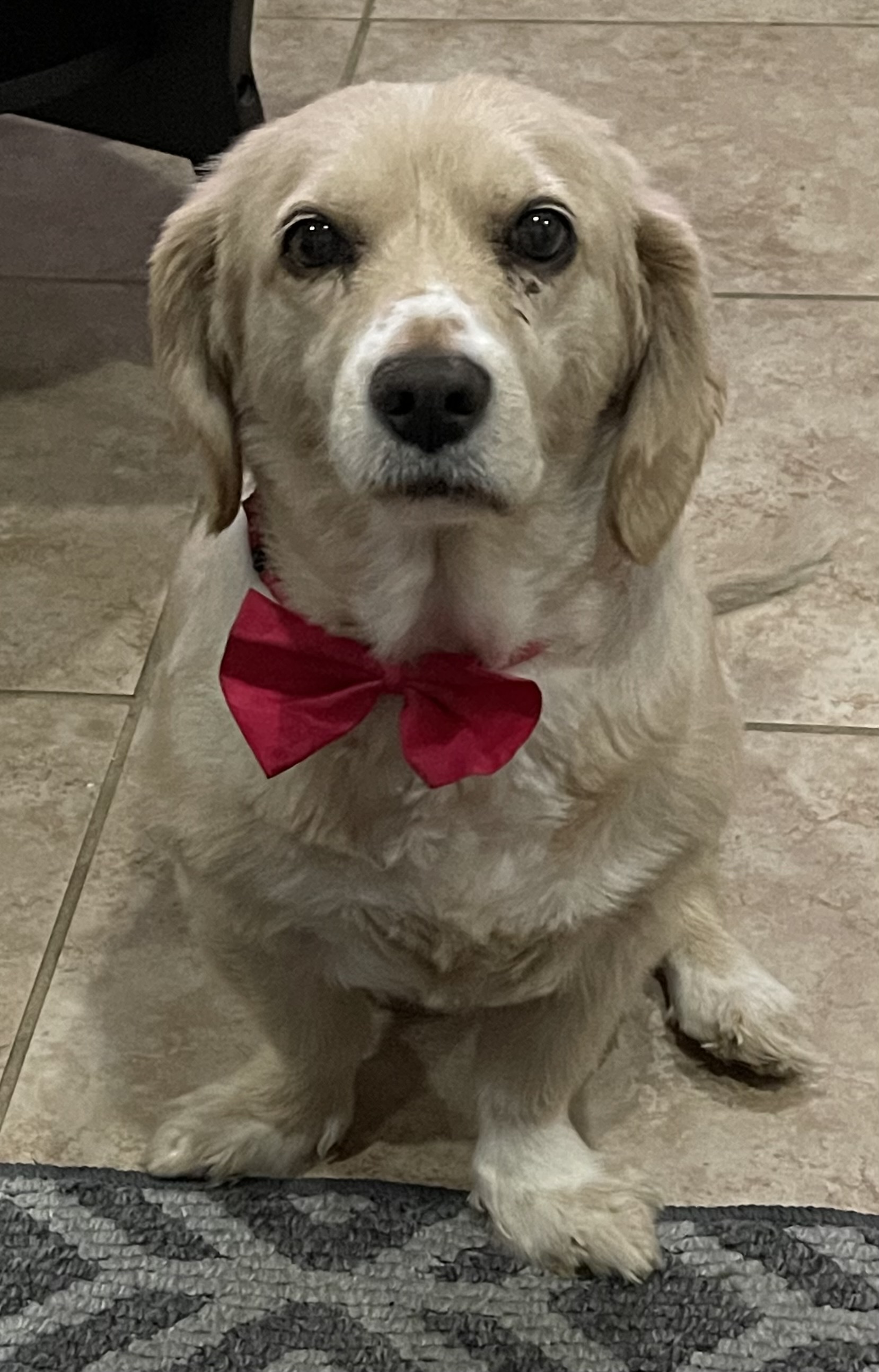 Pet Profile Image