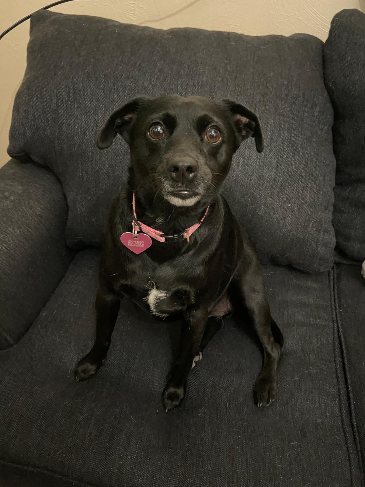 Pet Profile Image