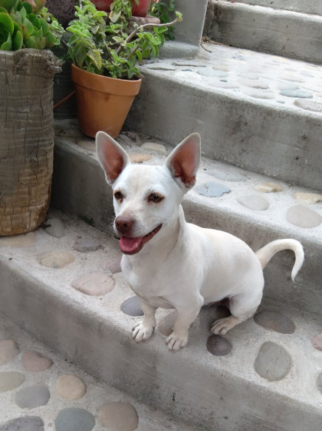 Pet Profile Image