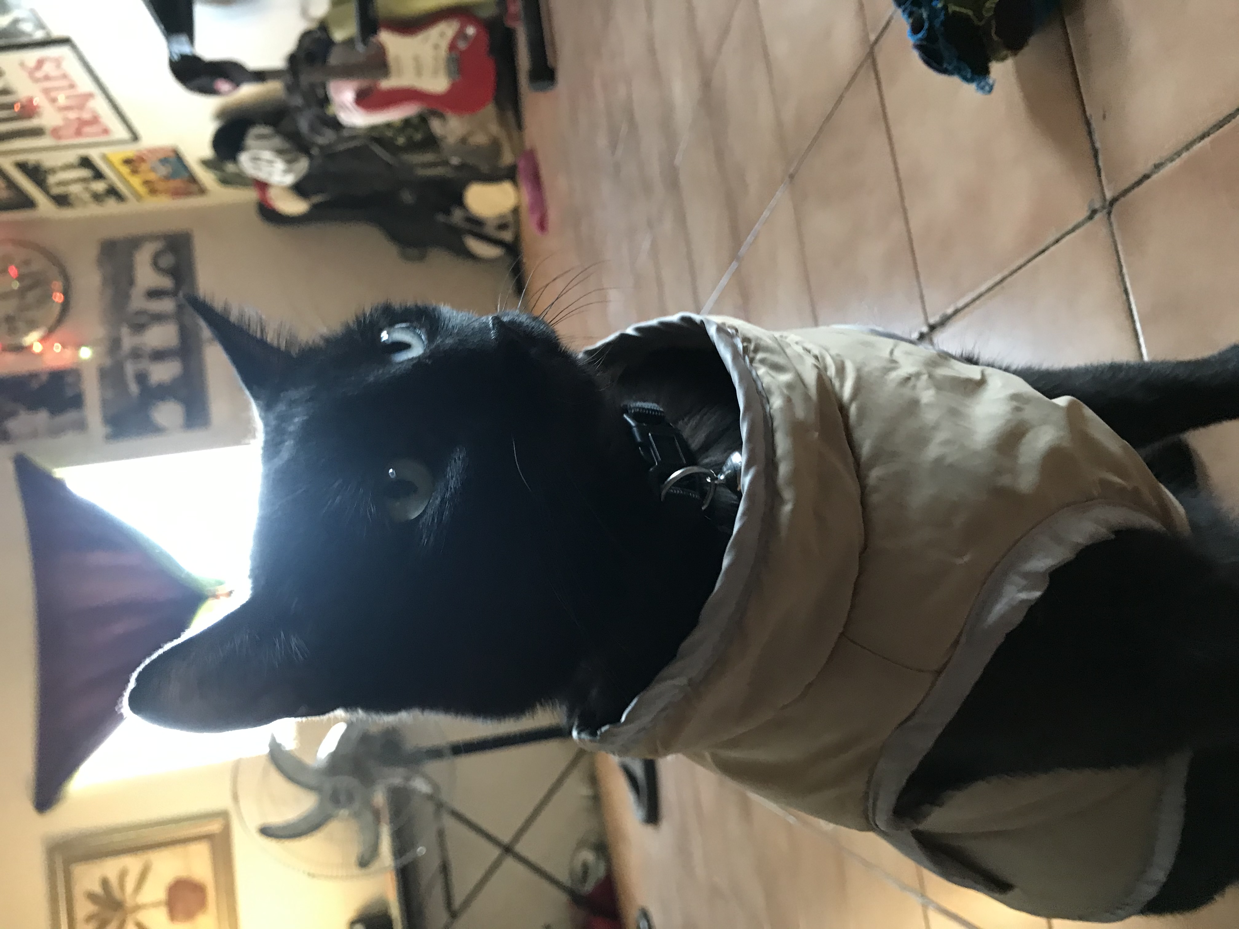Pet Profile Image