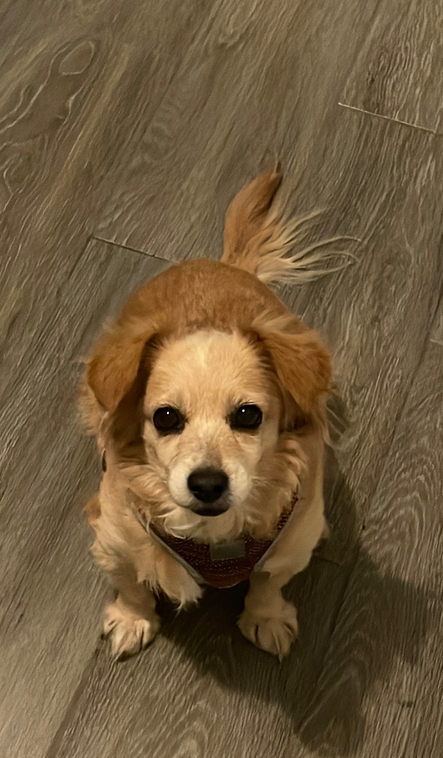 Pet Profile Image
